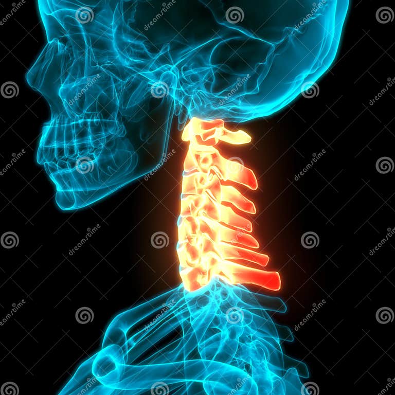 Wervelkolom Cervicale Wervels Van De Anatomie Van Het Menselijk ...