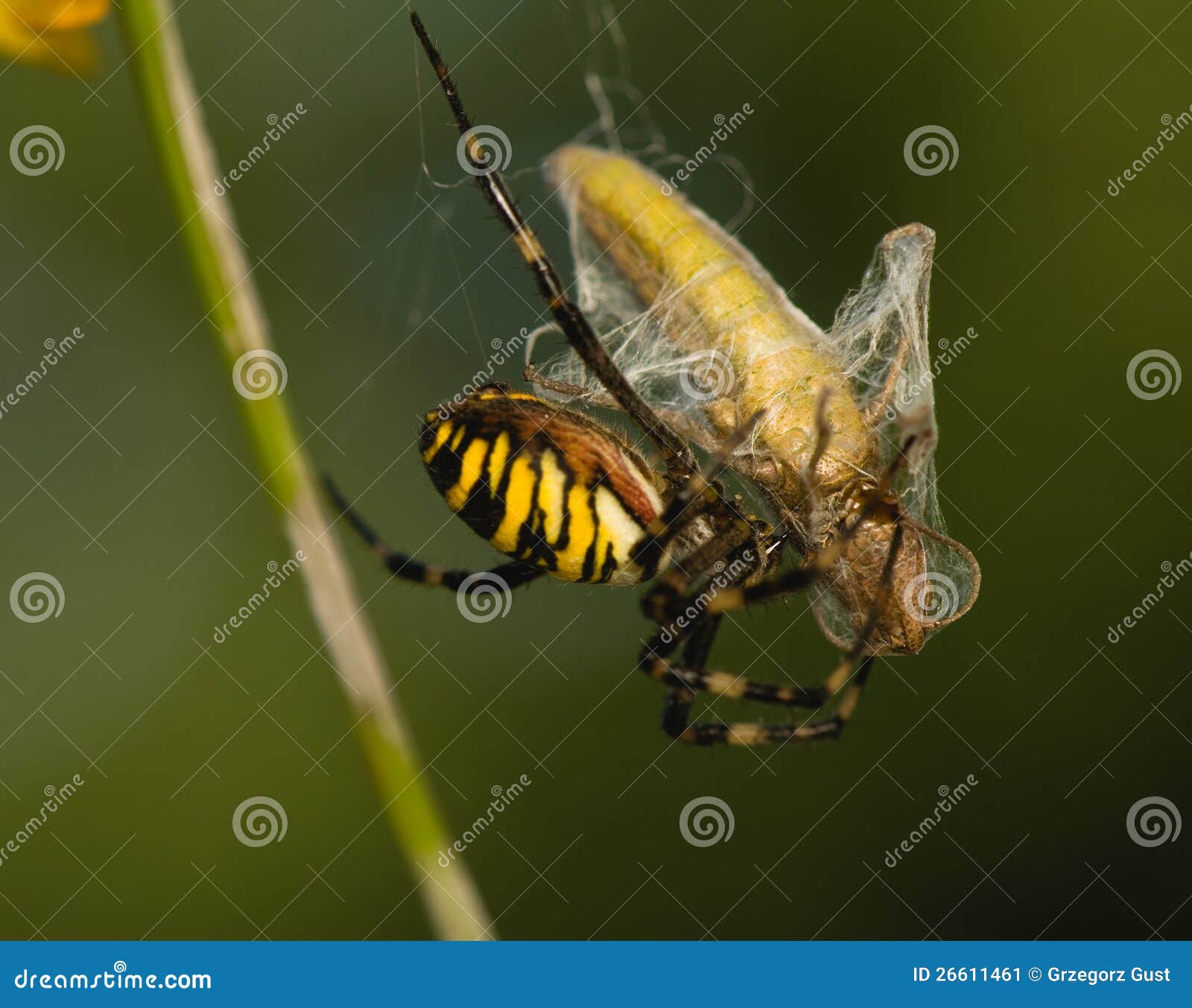 Wesp, bruennichi Argiope - mooie kleur en beschermde spin