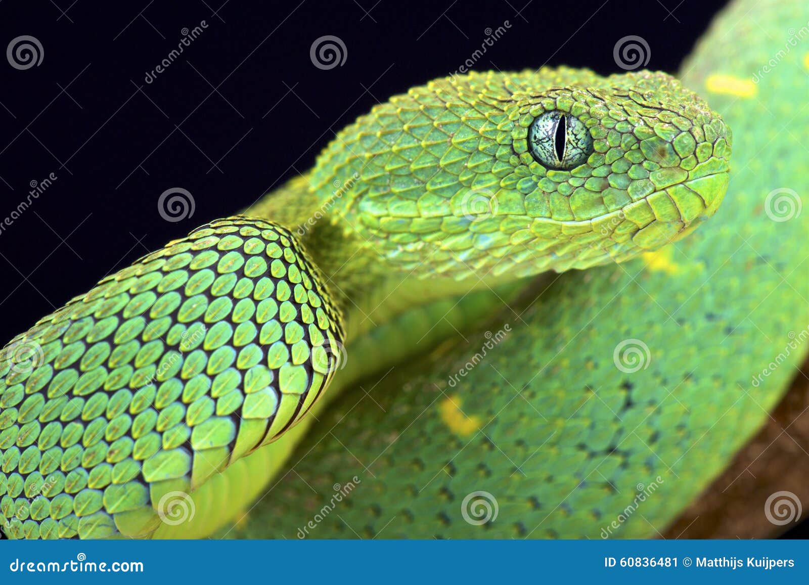 Hairy Bush Viper Atheris Hispida Stock Image - Image of hispida, predator:  140544789