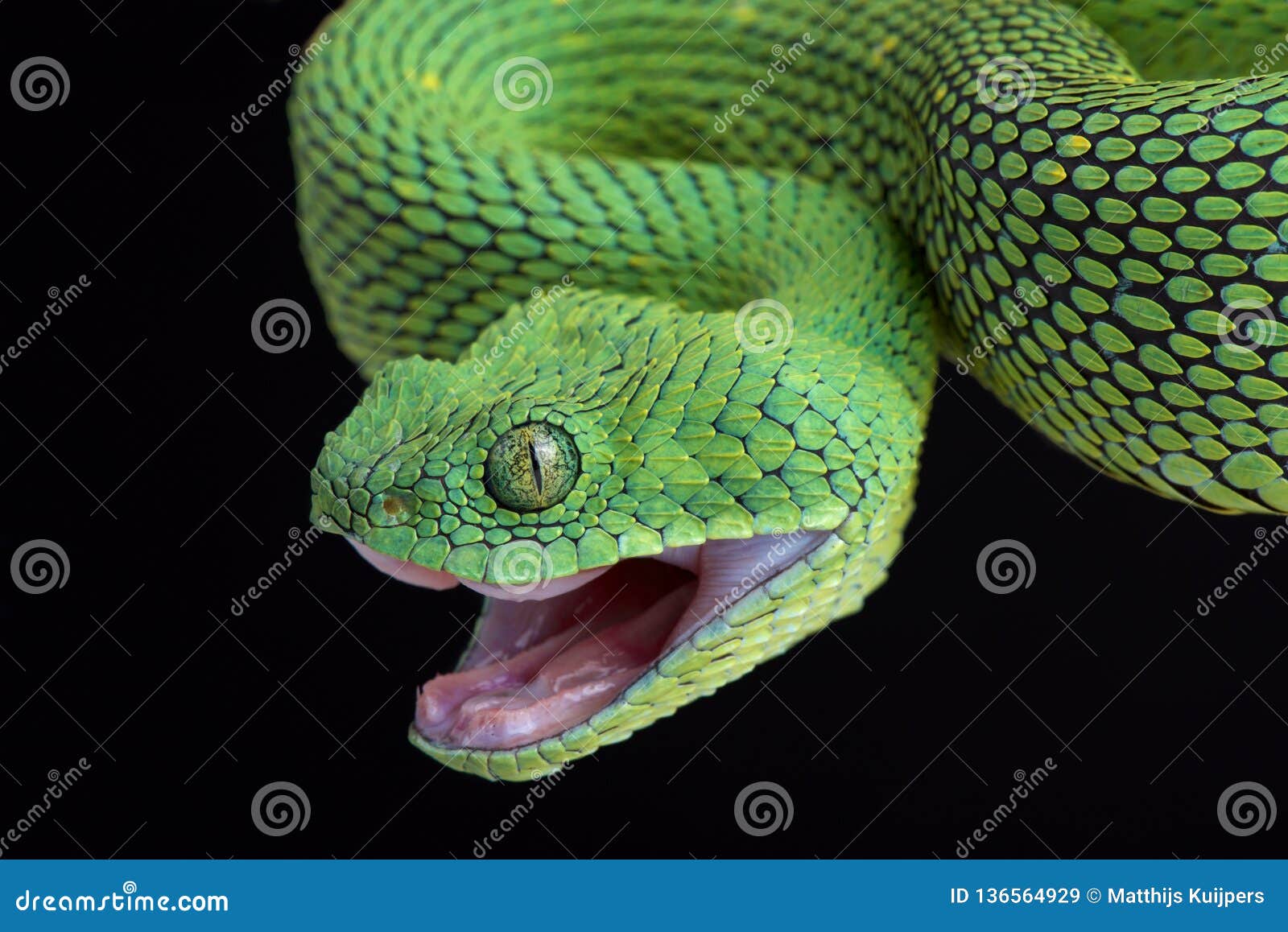 Venomous African Bush Viper (Atheris chlorechis) Stock Photo