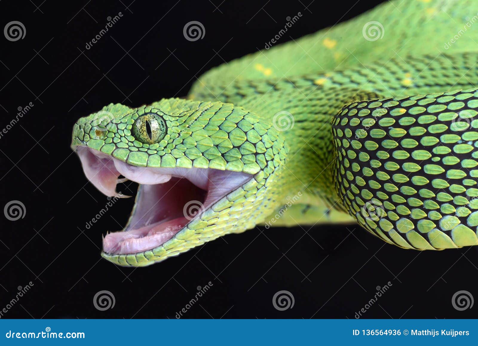 west african bush viper atheris chlorechis attack