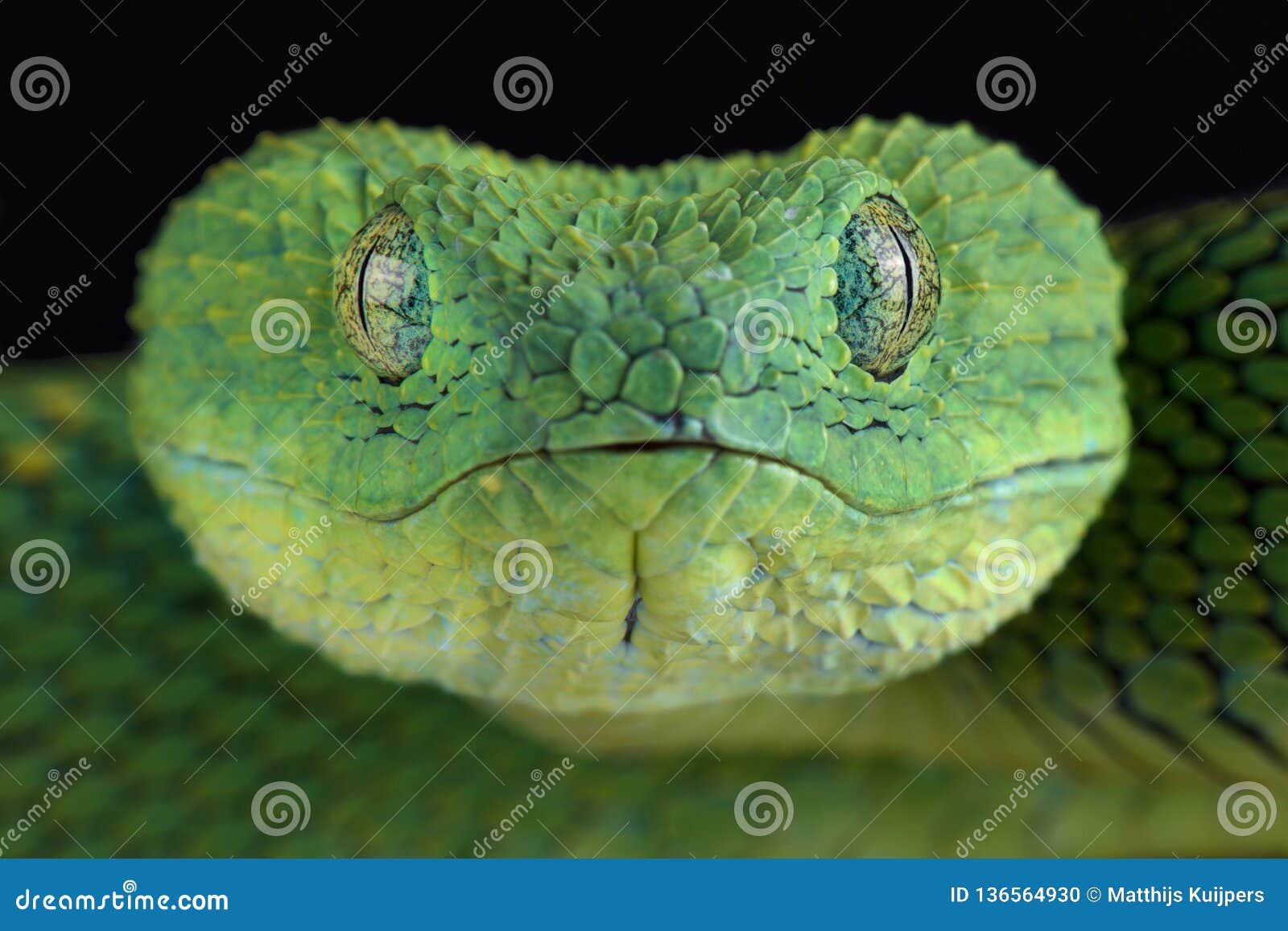 Atheris chlorechis hi-res stock photography and images - Alamy