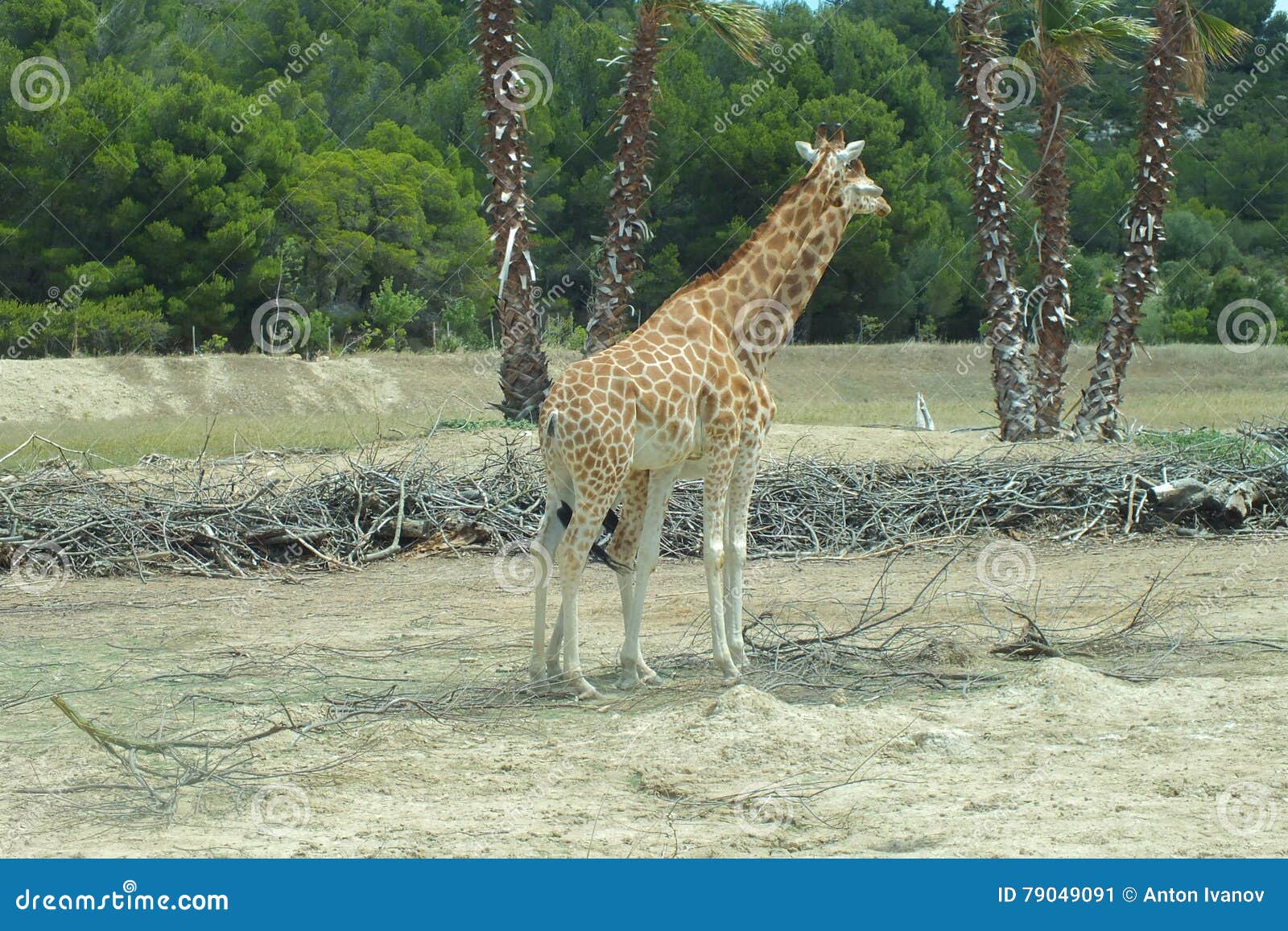 West African giraffes stock image. Image of africa, park - 79049091