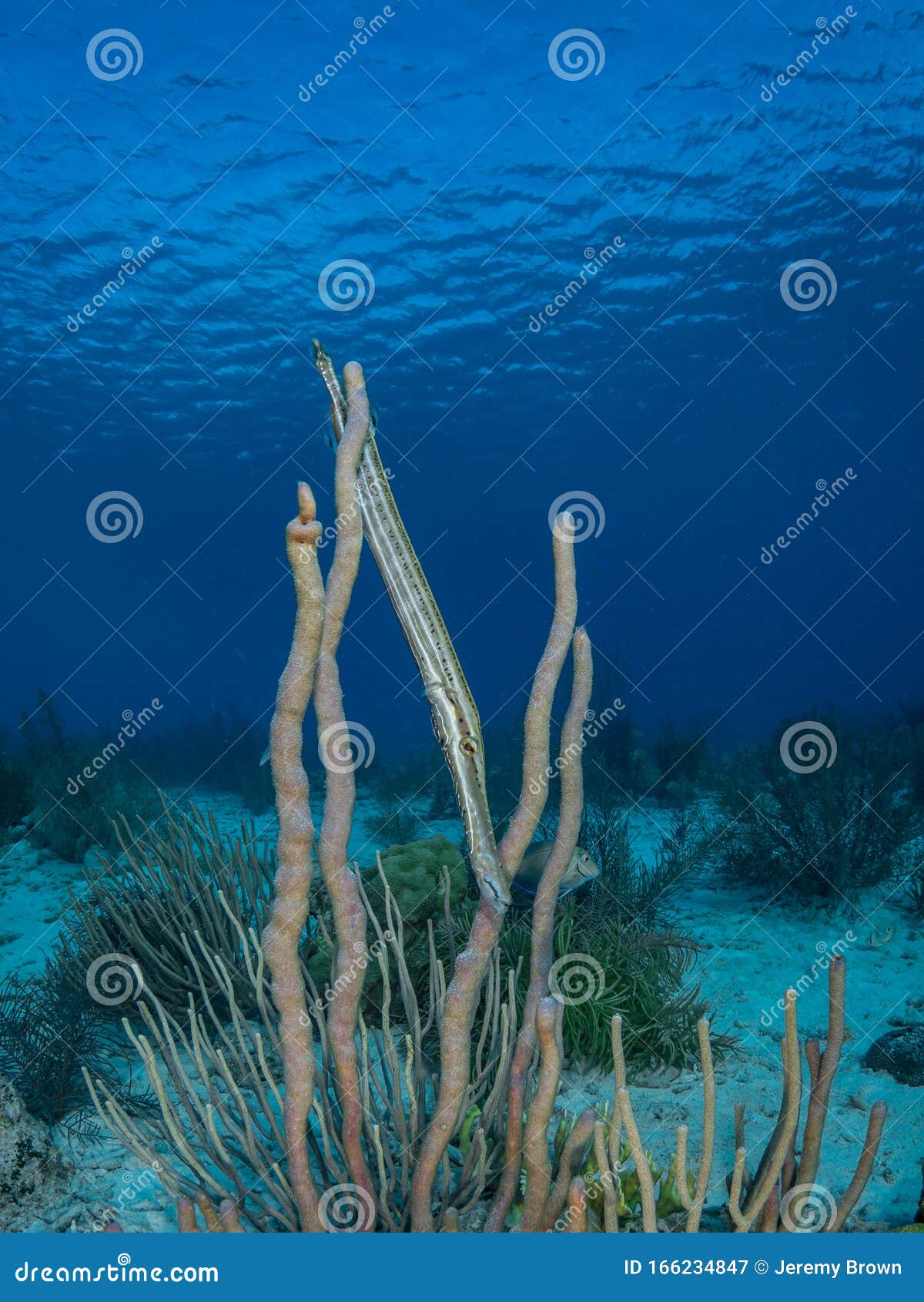 West Atlantic Trumpetfish, Aulostomus Maculatus. Bonaire. Caribbean ...