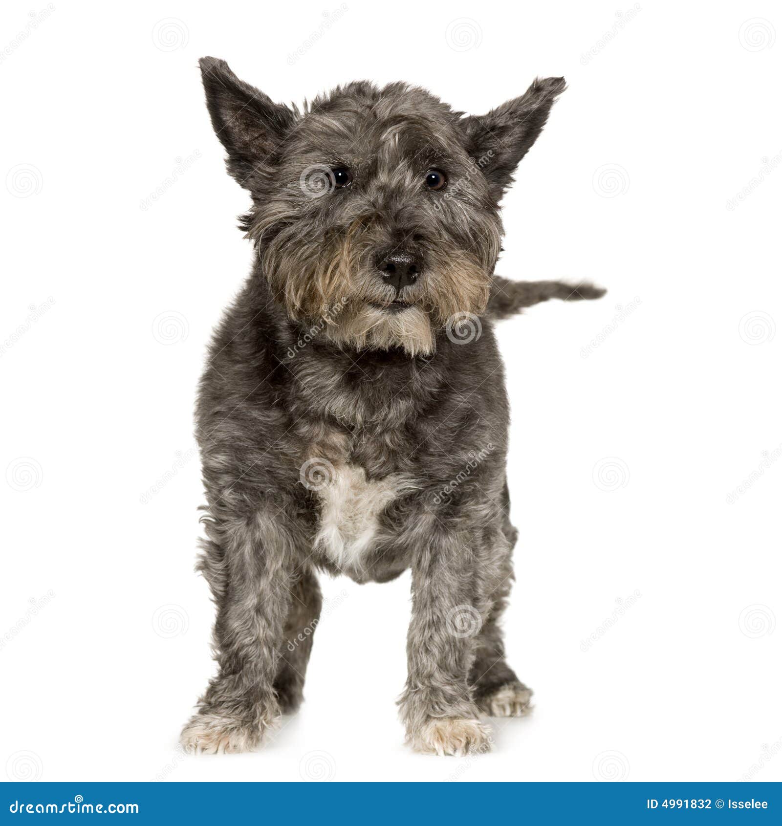 West Highland Terrier stock photo. Image of expressionless 4991832