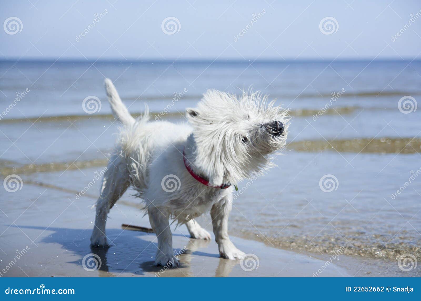 West Highland Terrier Dog stock photo. Image of cleaning 22652662