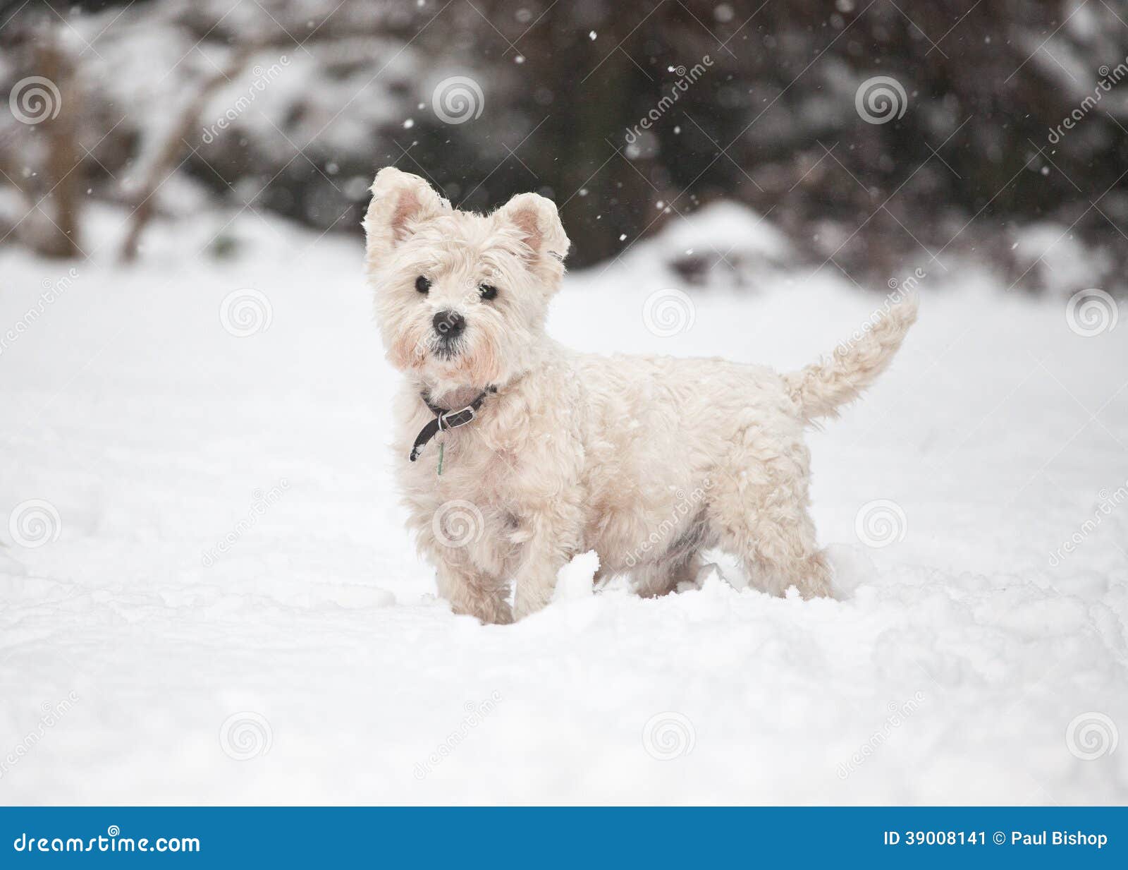 West Highland Terrier in the Snow Stock Image Image of garden, cold