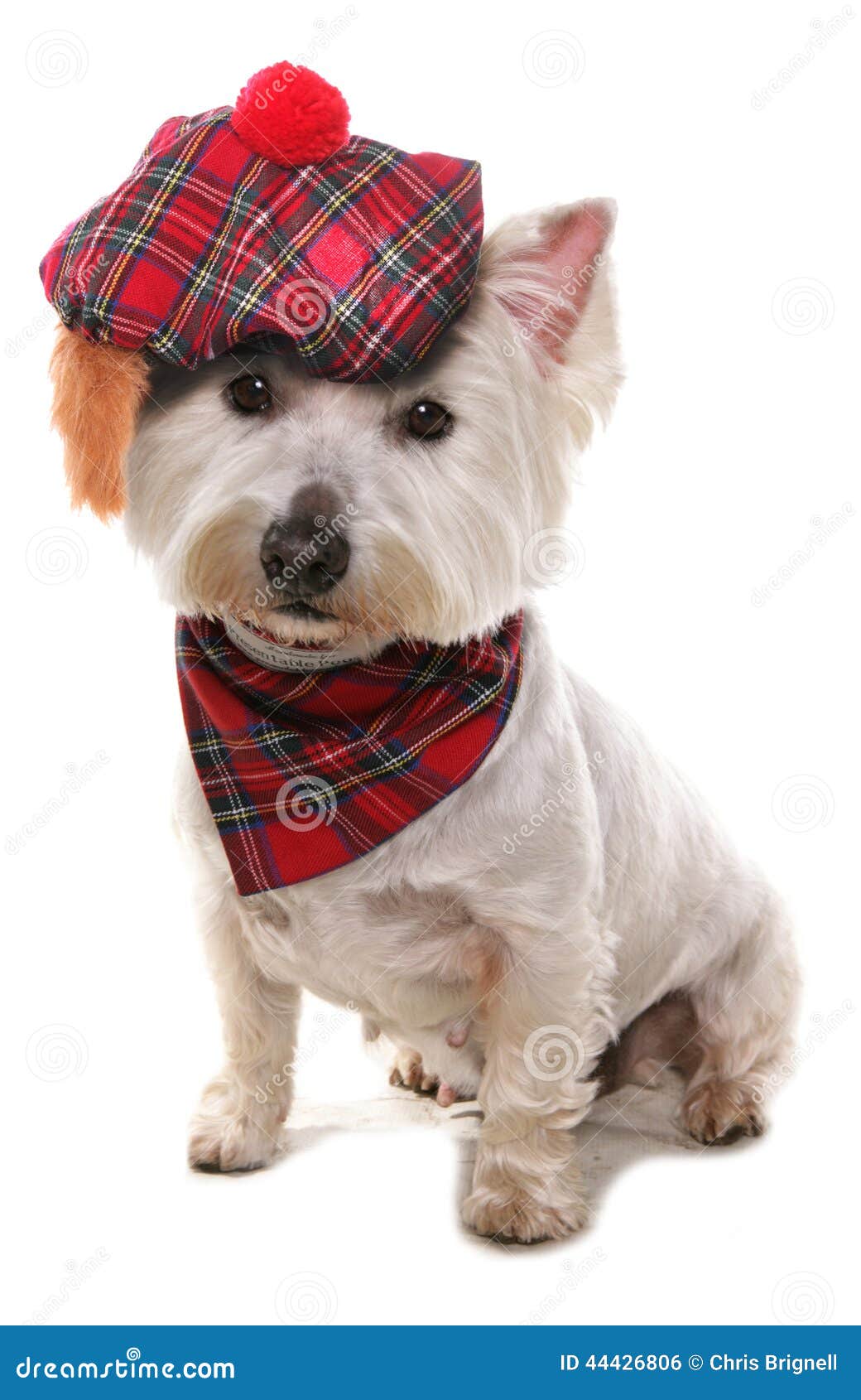 West highland terrier stock photo. Image of tartan, studio 44426806