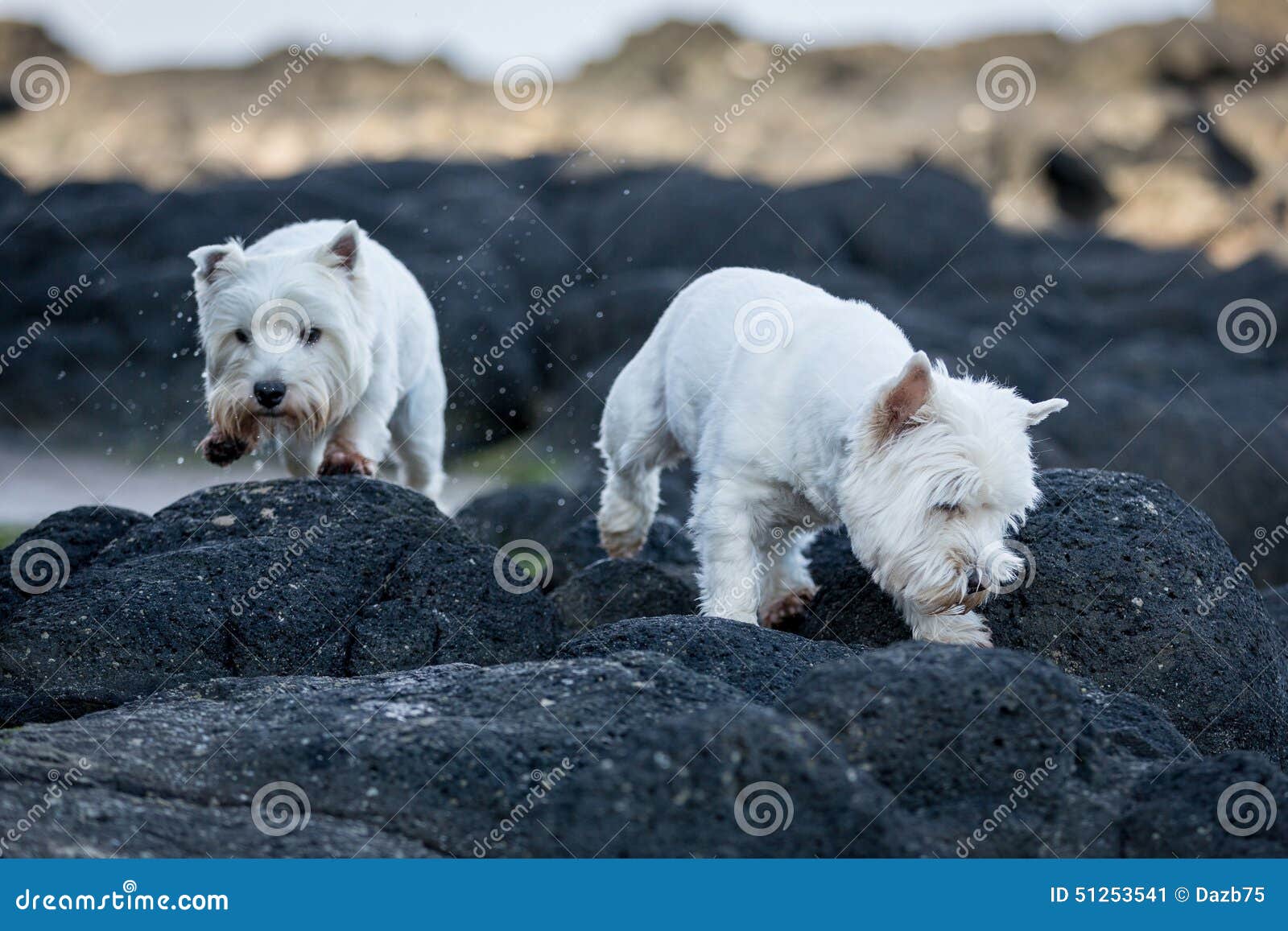 West Highland Terriers stock image. Image of puppy, cute 51253541