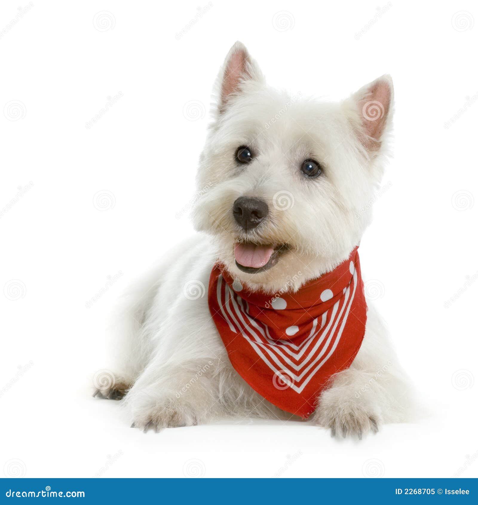 westie scarf