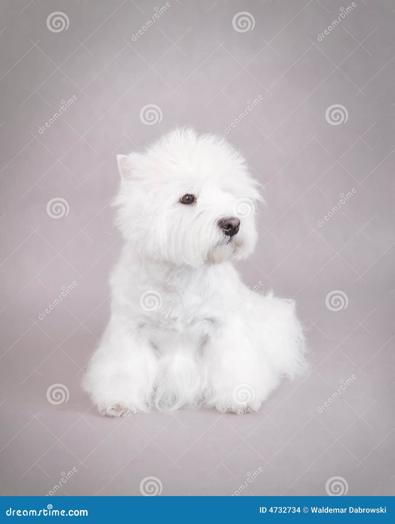 West Highland White Terrier Stock Photo Image of highland, affection
