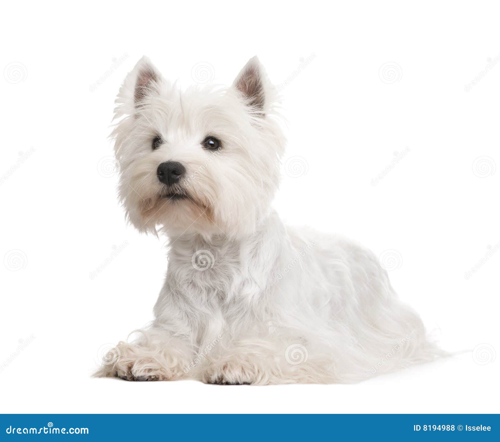 West Highland White Terrier () Stock Photo Image of breed, pedigree