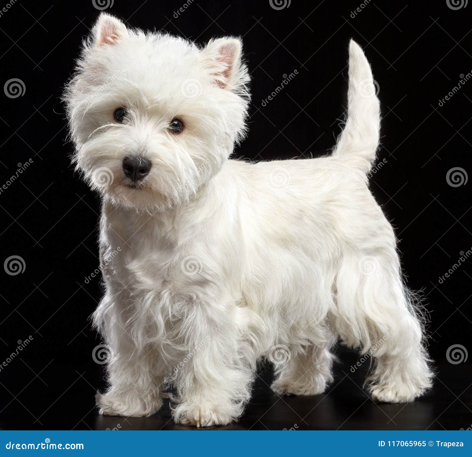 west terrier black