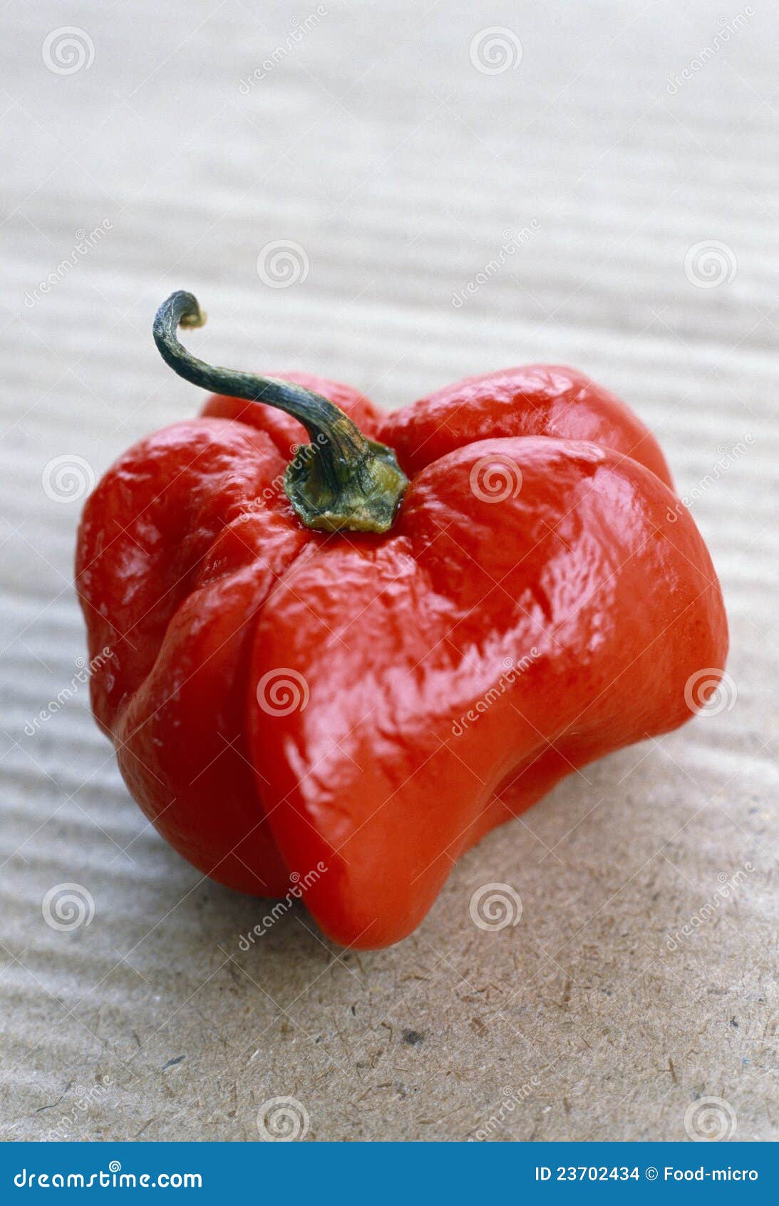 West Indian pepper stock photo. Image of ingredient, exotic 23702434