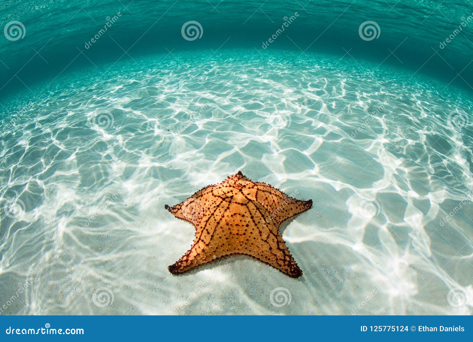west indian sea star on seafloor of caribbean sea