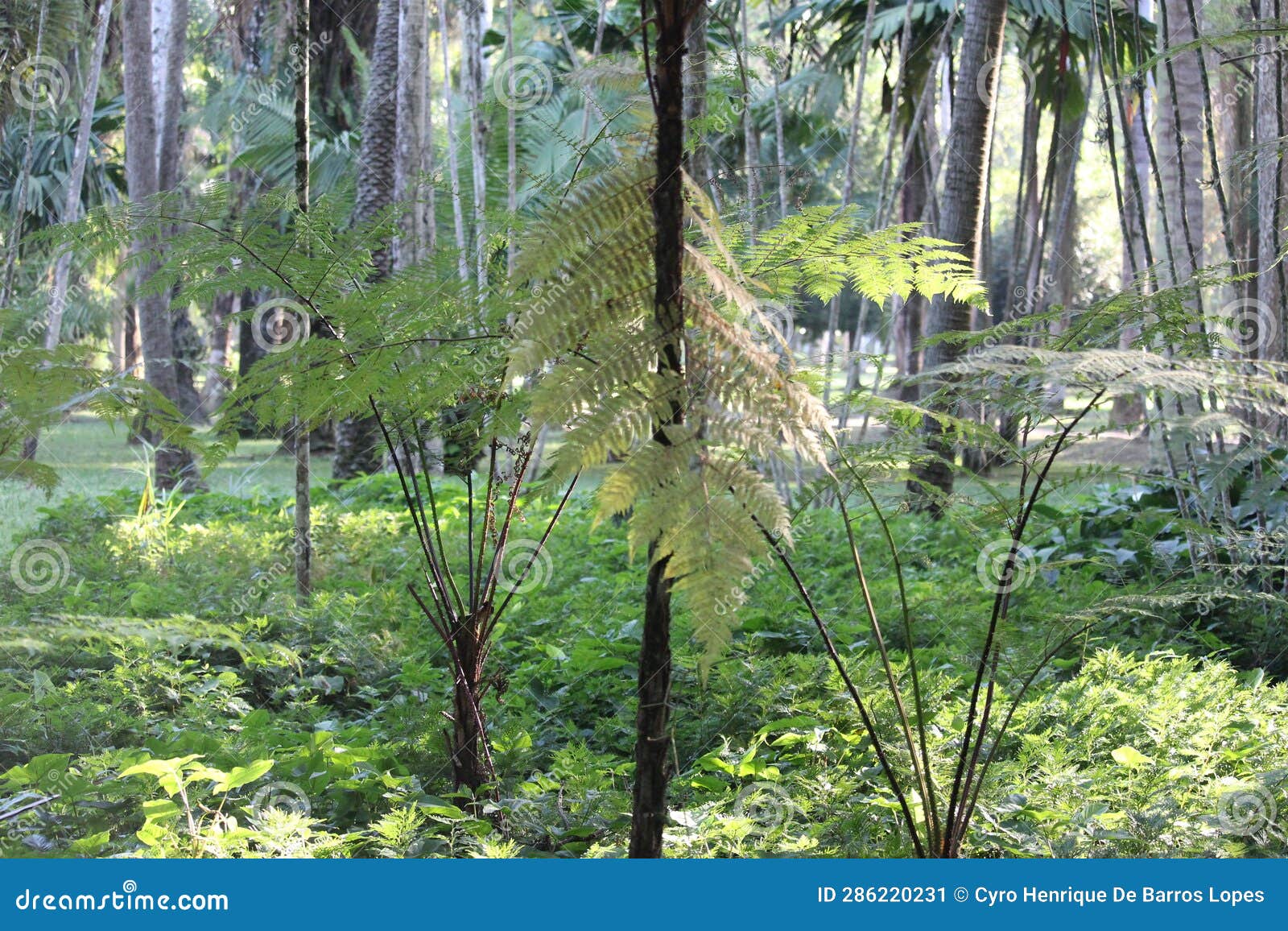 west indian treefern background photo, cyathea arborea, palo camarÃ³n, american species, introduced ornamental species