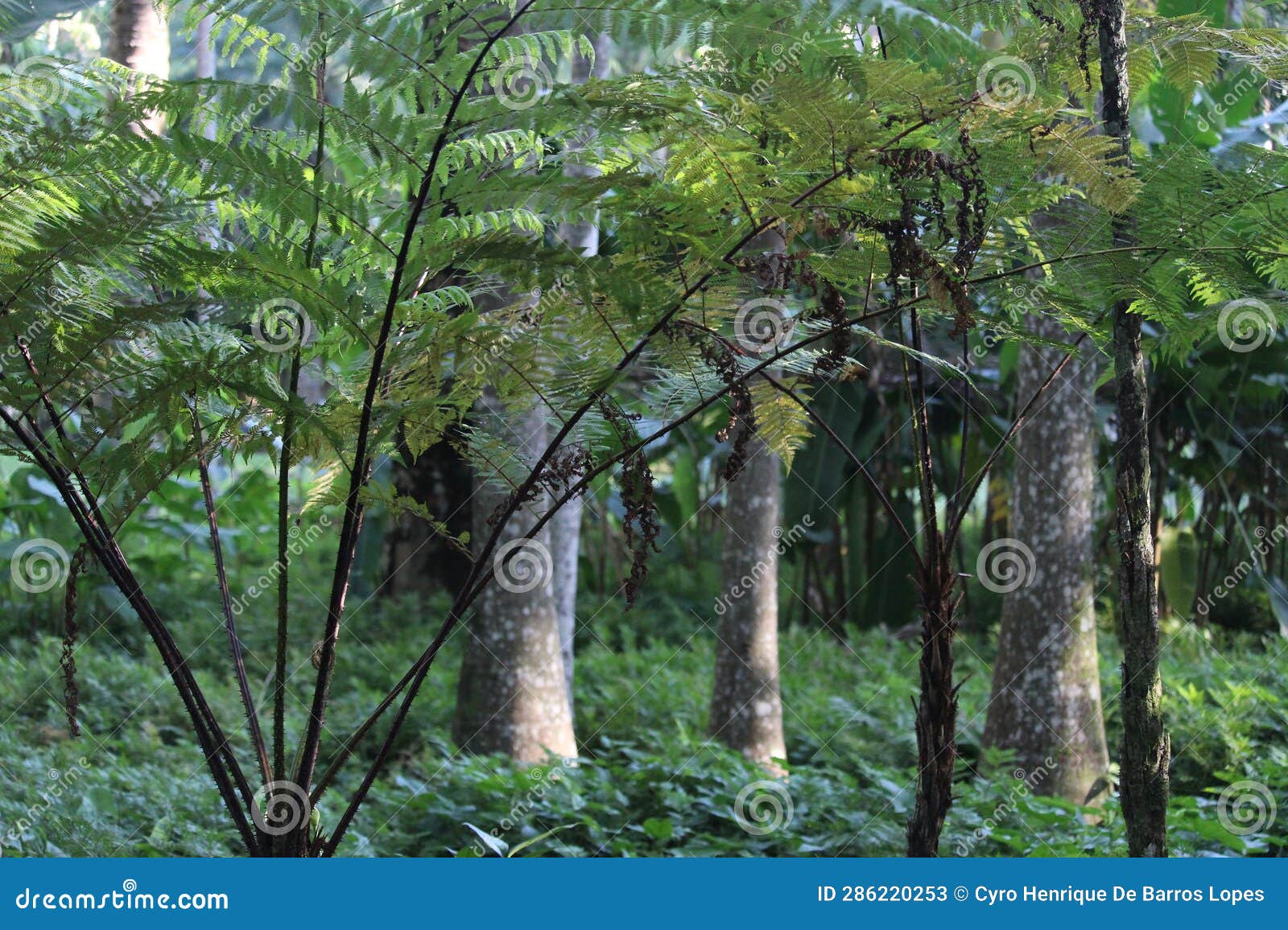 west indian treefern, cyathea arborea, helecho gigante, palo camarÃ³n, american species, introduced ornamental species