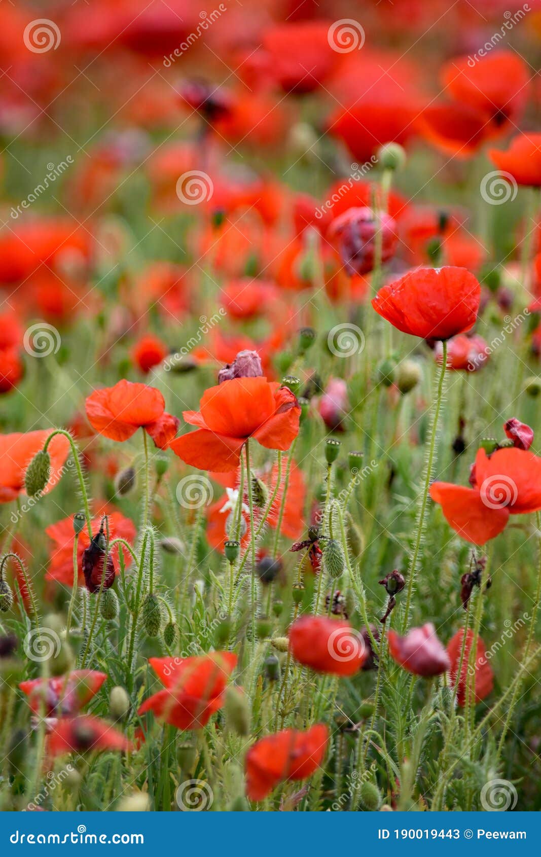 pentire poppies, cornwall uk