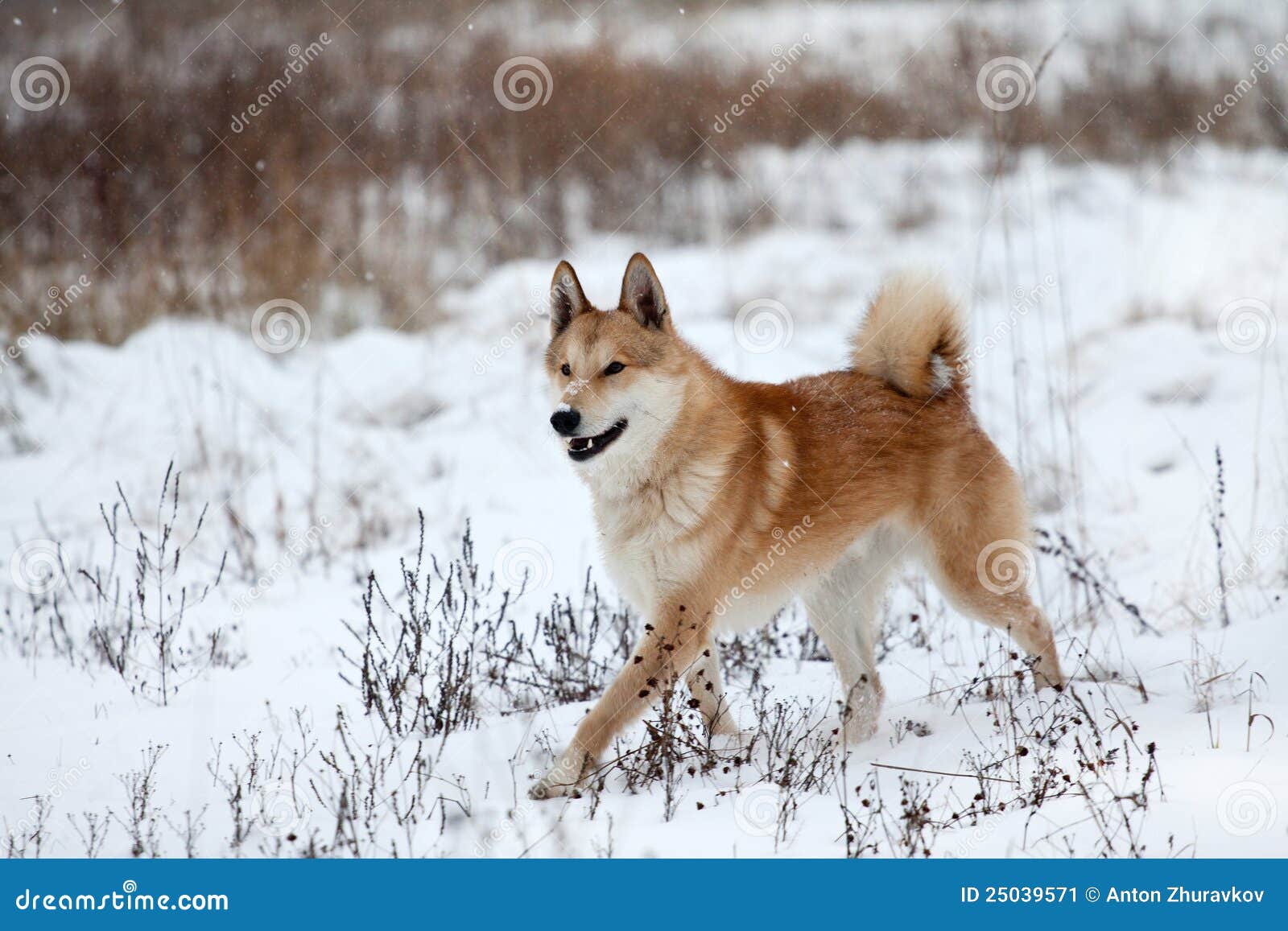 West Siberian Laika stock image. Image of grass, playful - 25039571