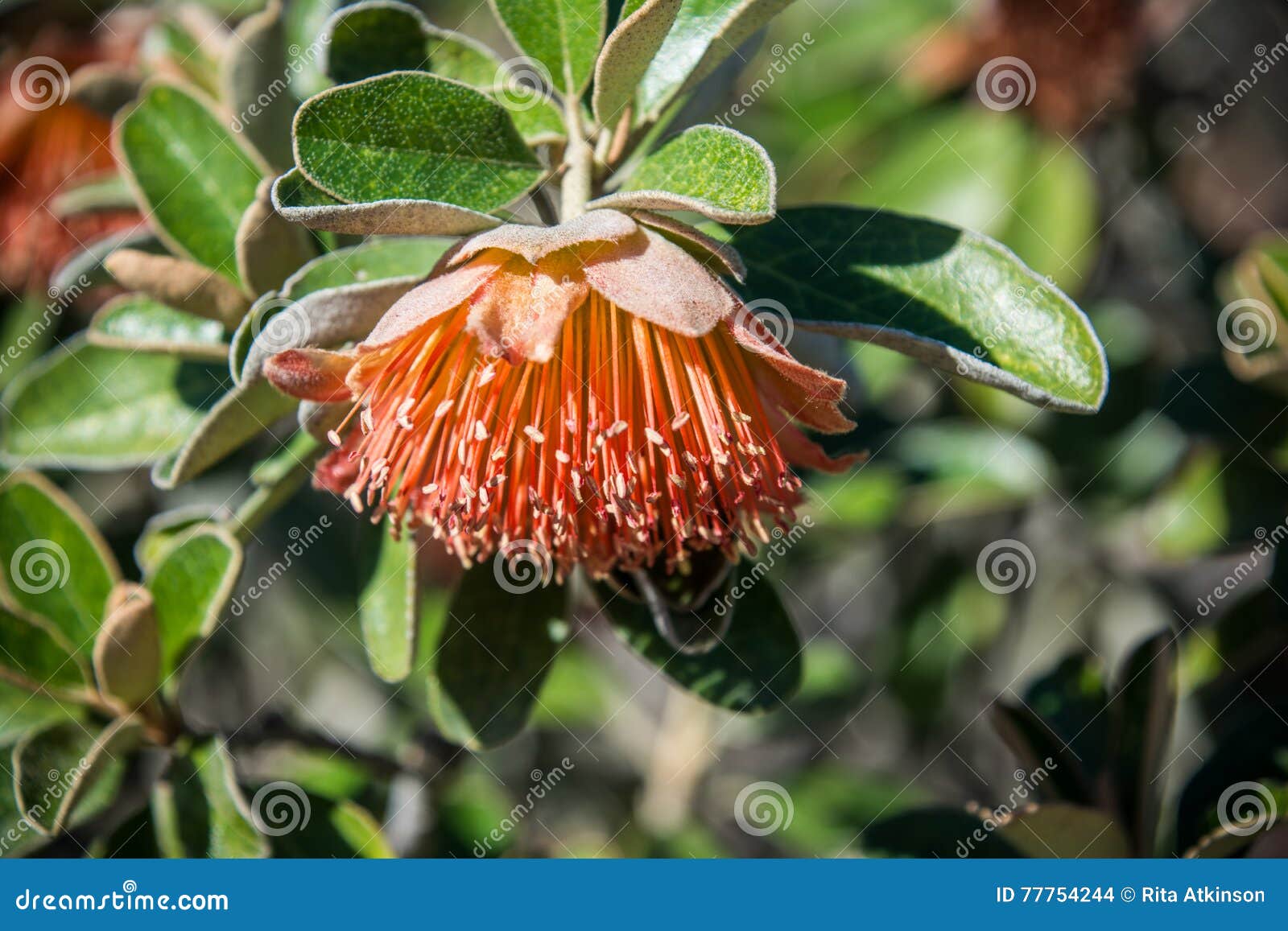 Western Australia Native Wildflower Macro Murchison Rose Stock Photo