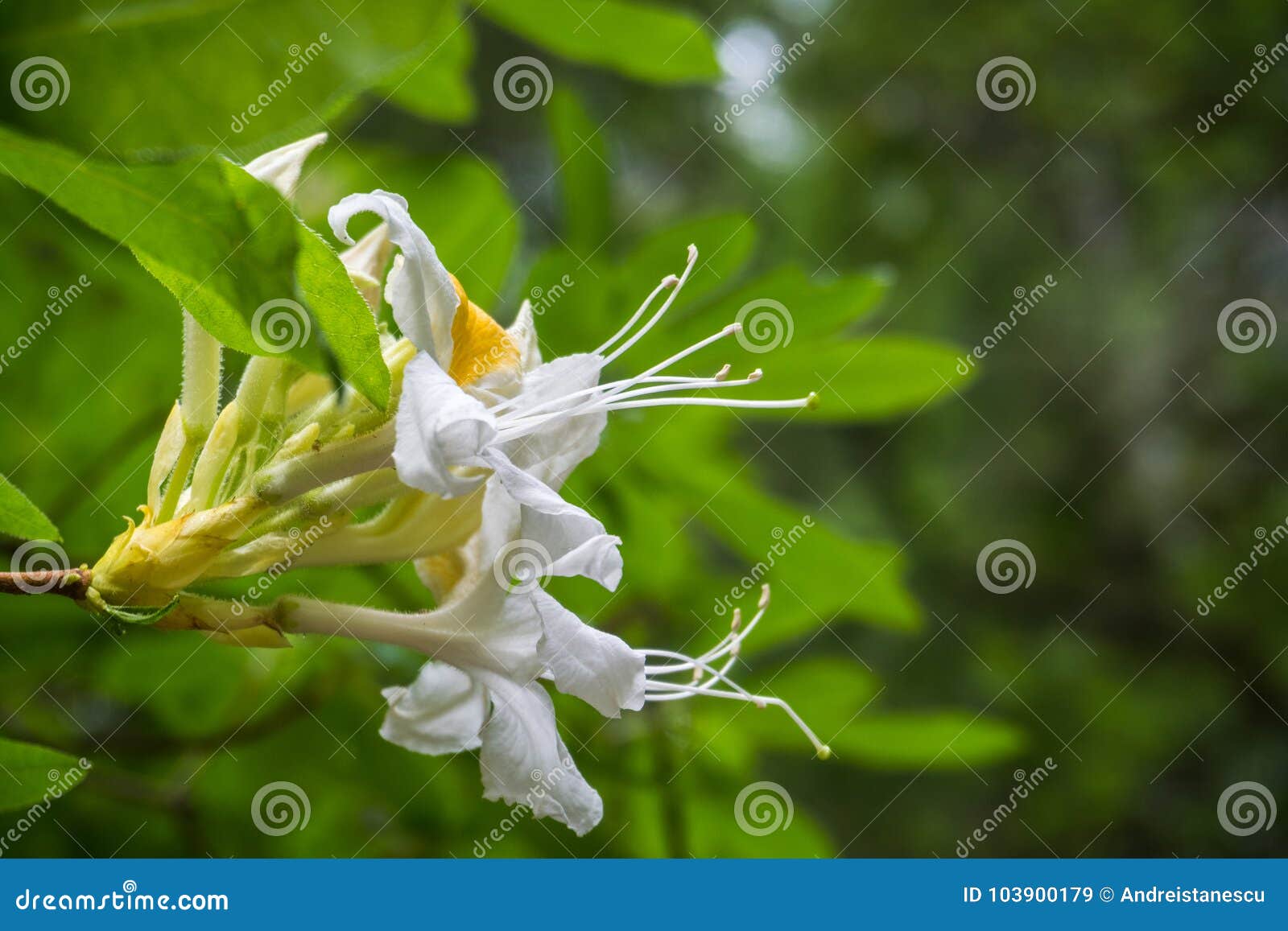 Western Azalea Rhododendron Occidentale Flowers Stock Image Image Of Bunch Landscaping 103900179
