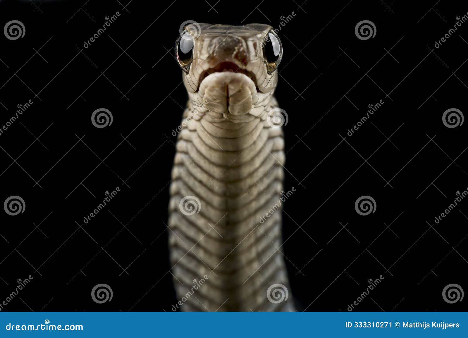western black tree snake (thrasops occidentalis)