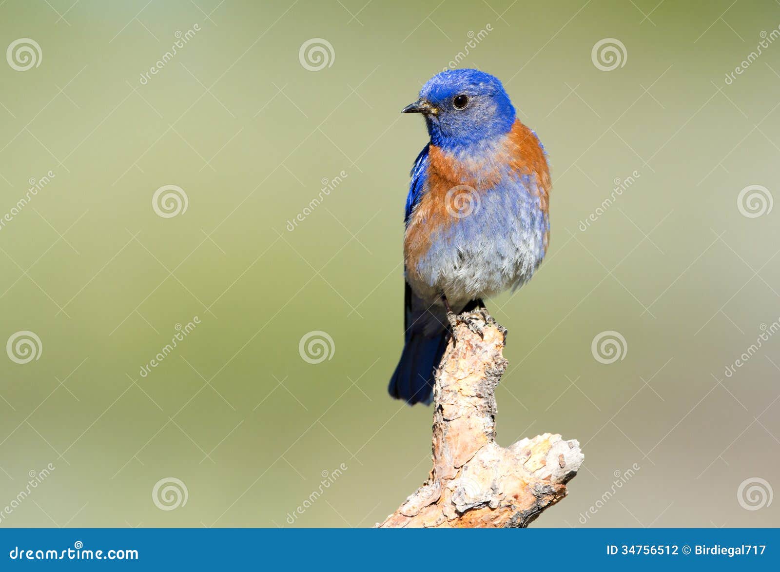 Western Blue Bird stock photo. Image of wildlife, green 34756512