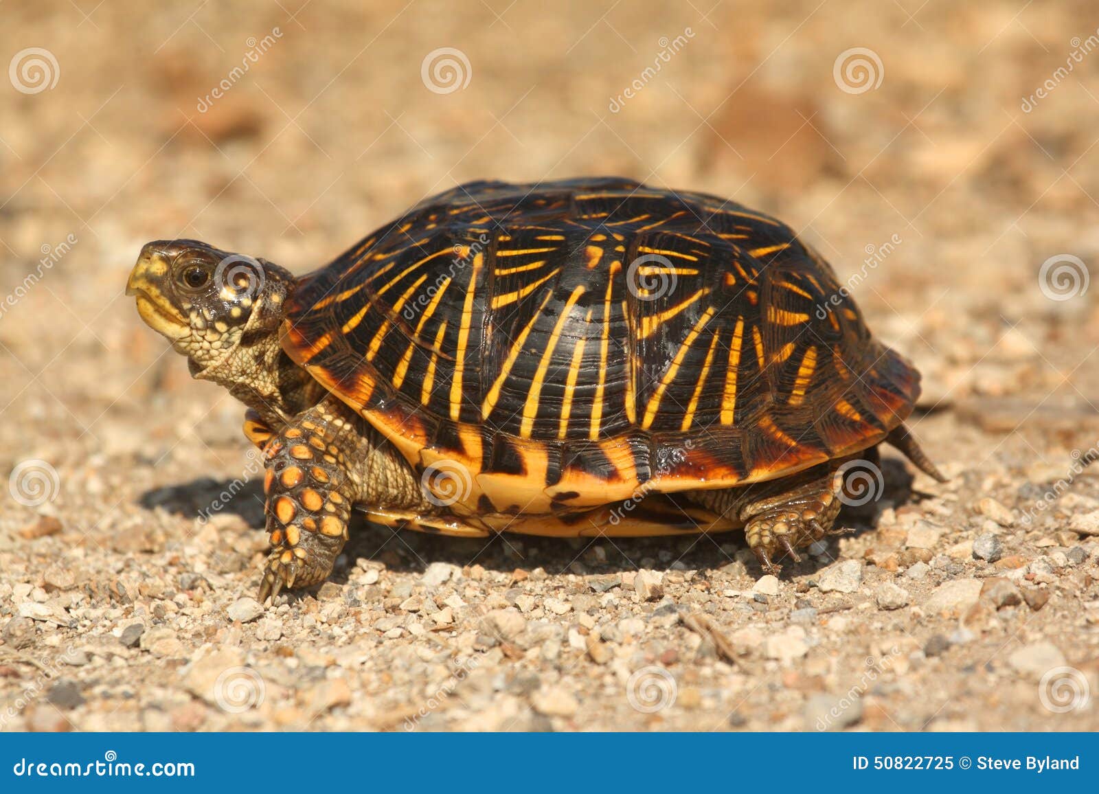 western box turtle (terrapene ornata)