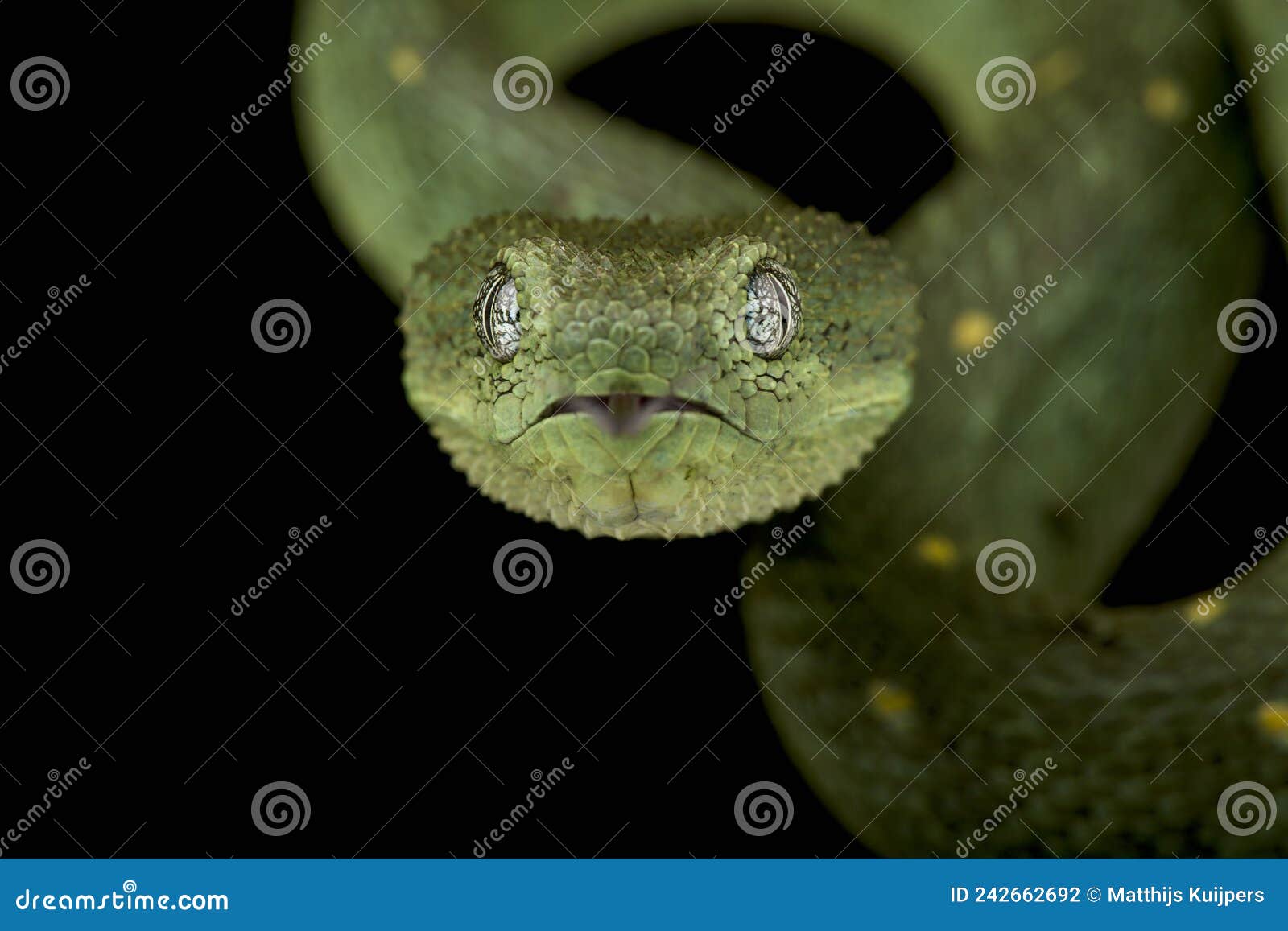 Atheris Chlorechis Stock Photos - Free & Royalty-Free Stock Photos from  Dreamstime