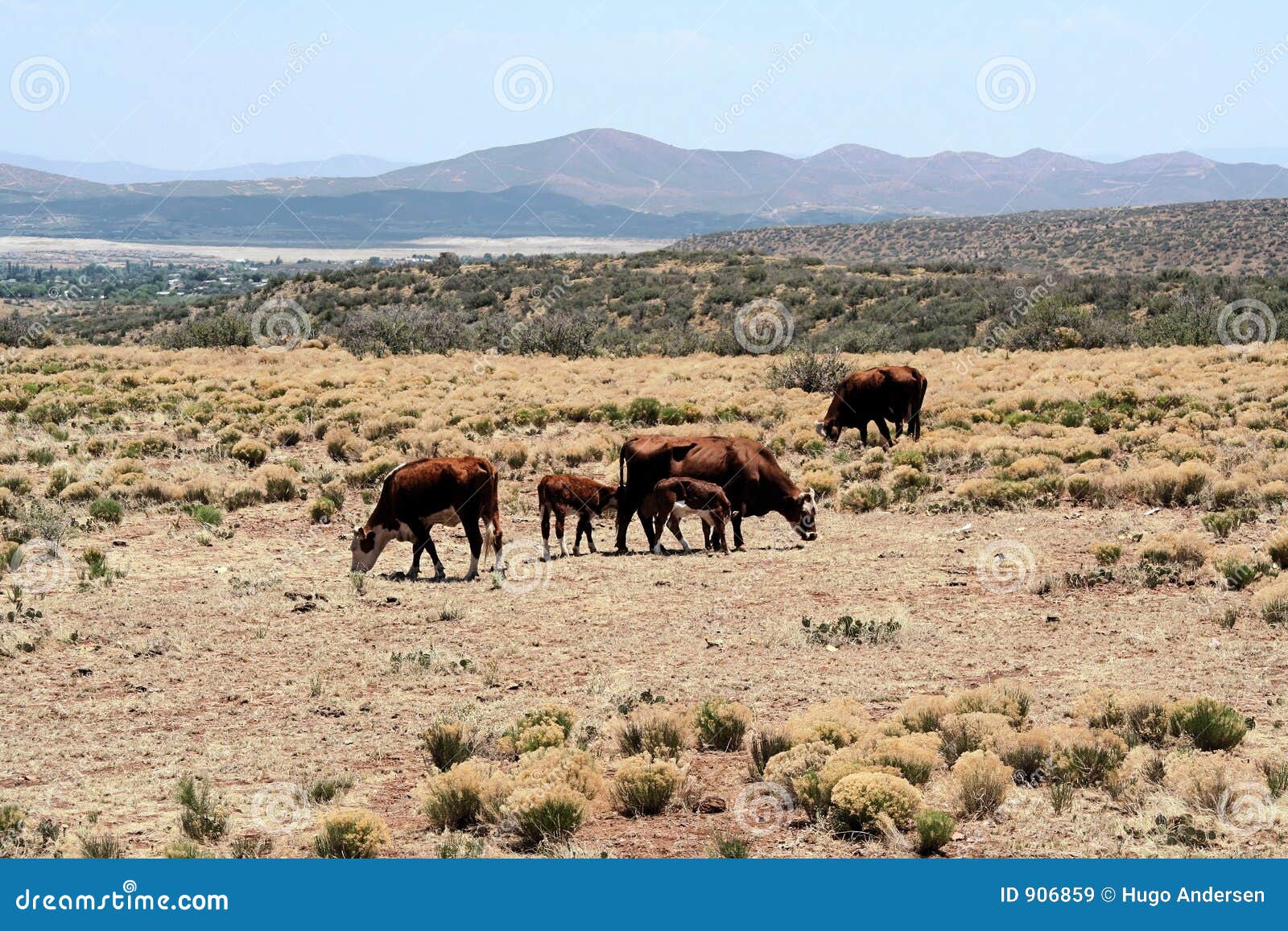 Western cattle range stock image. Image of desert, rangeland - 906859