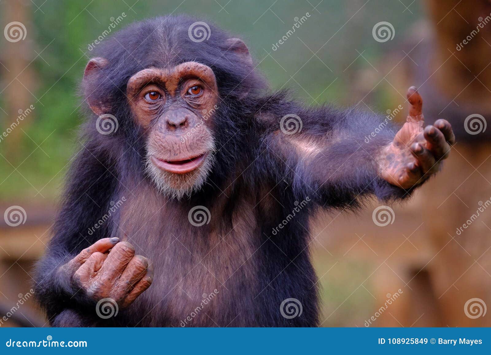 western chimpanzee in sierra leone