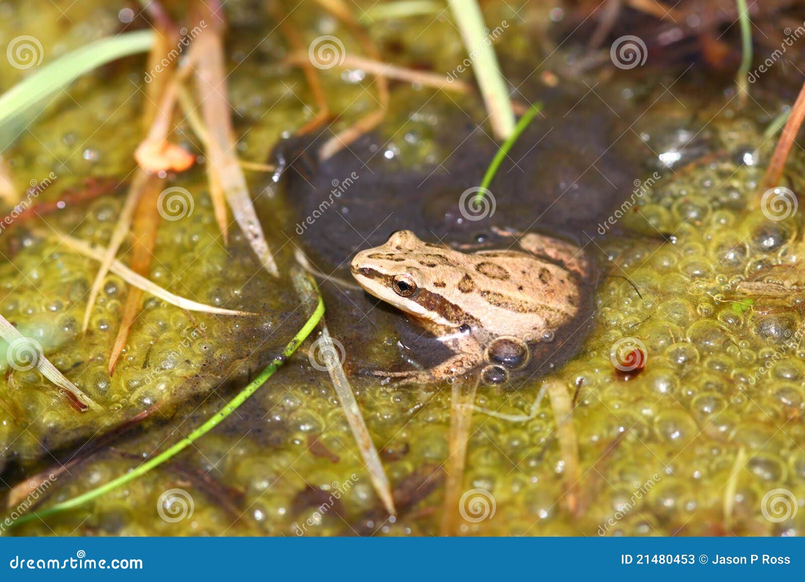 Western Chorus Frog (Pseudacris Triseriata) Stock Image Image of