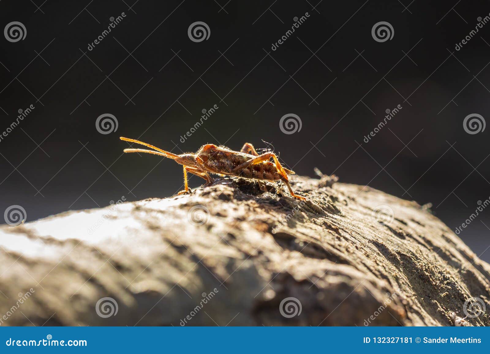 western conifer seed bug insect, leptoglossus occidentalis, craw