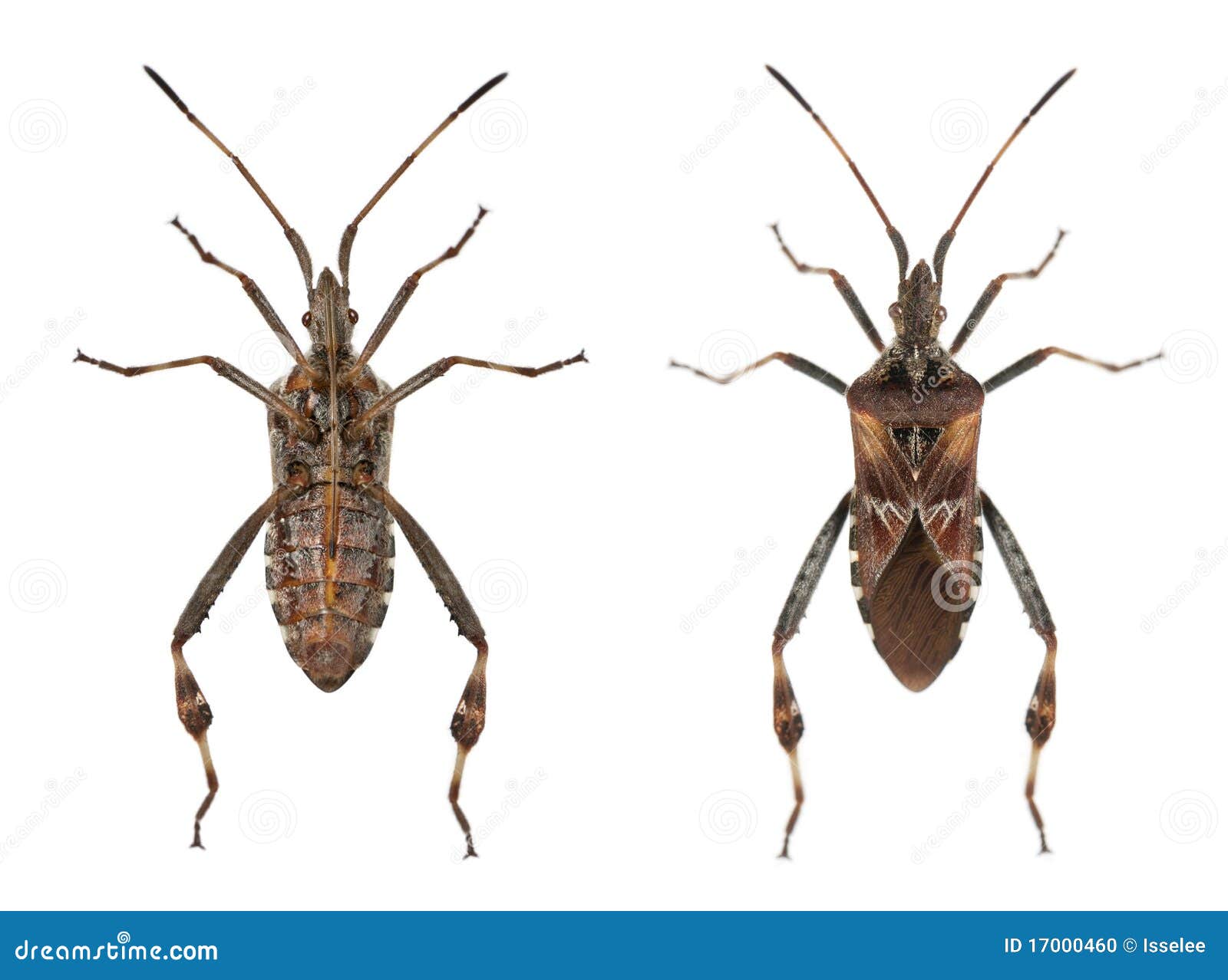 western conifer seed bugs