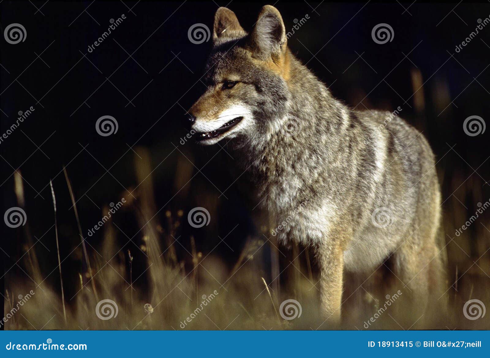 Western Coyote stock image. Image of nature, mountain - 18913415