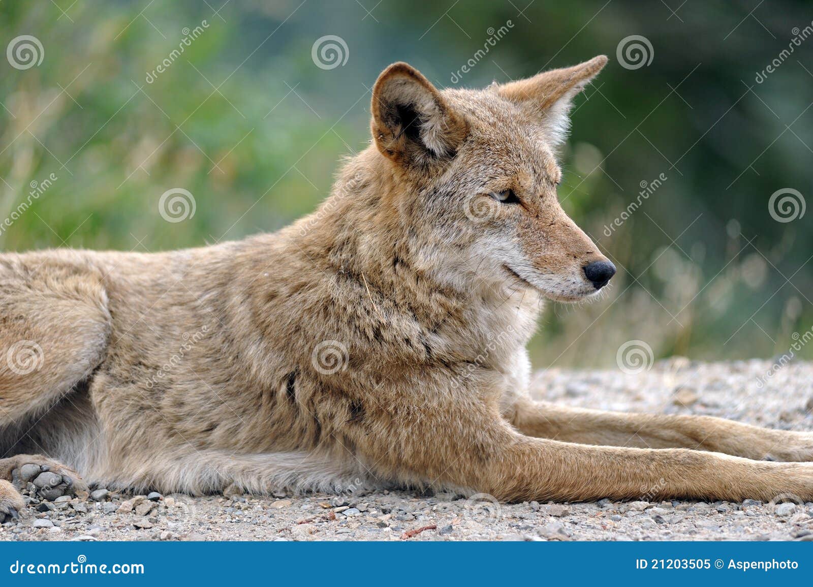 Western Coyote resting stock image. Image of predator - 21203505