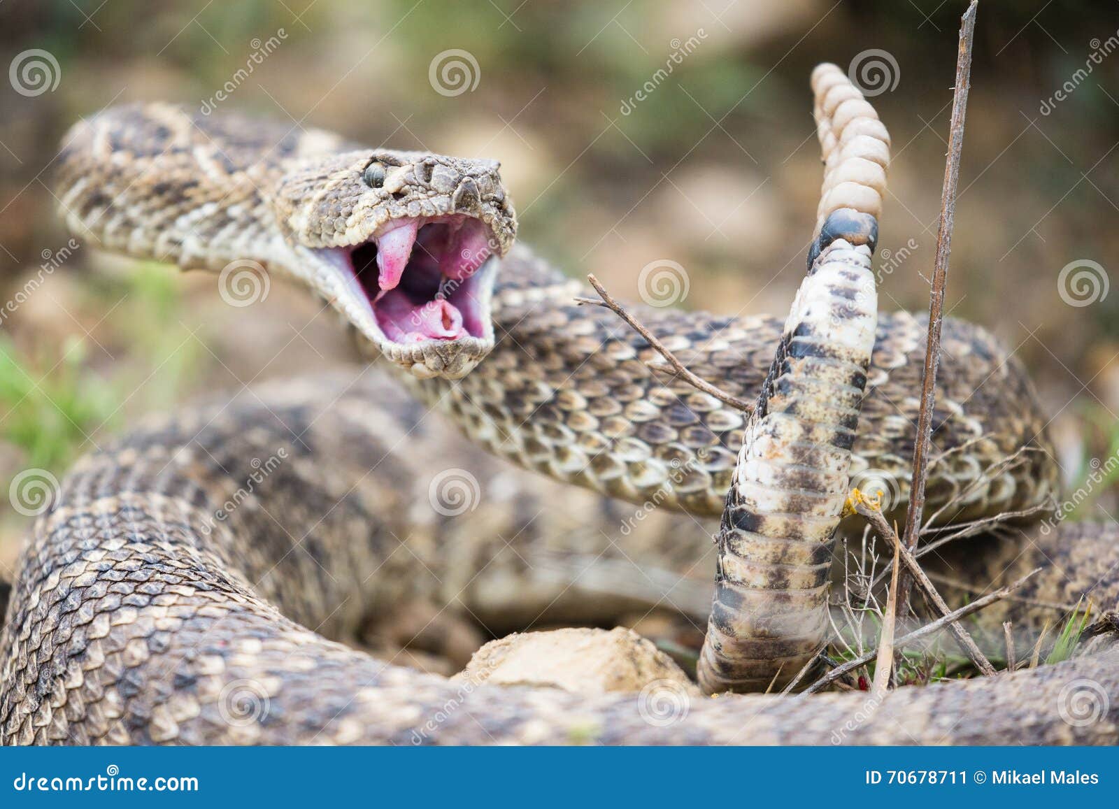 rattlesnake strike pose