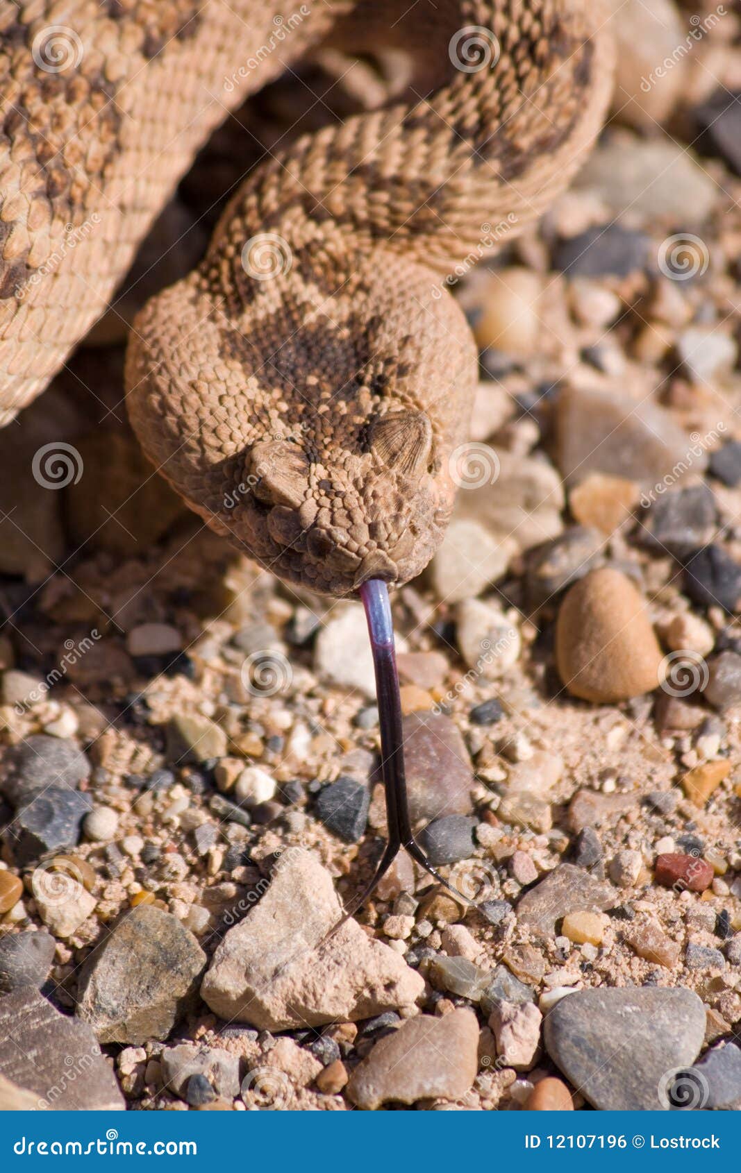 Western Diamondback Rattlesnake Stock Photo Image of outdoors, animal
