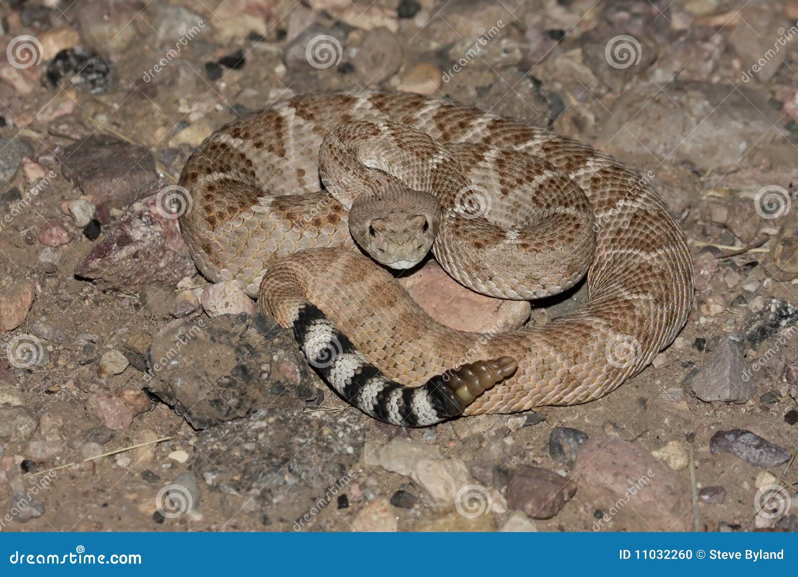western diamondback rattlesnake (crotalus atrox)