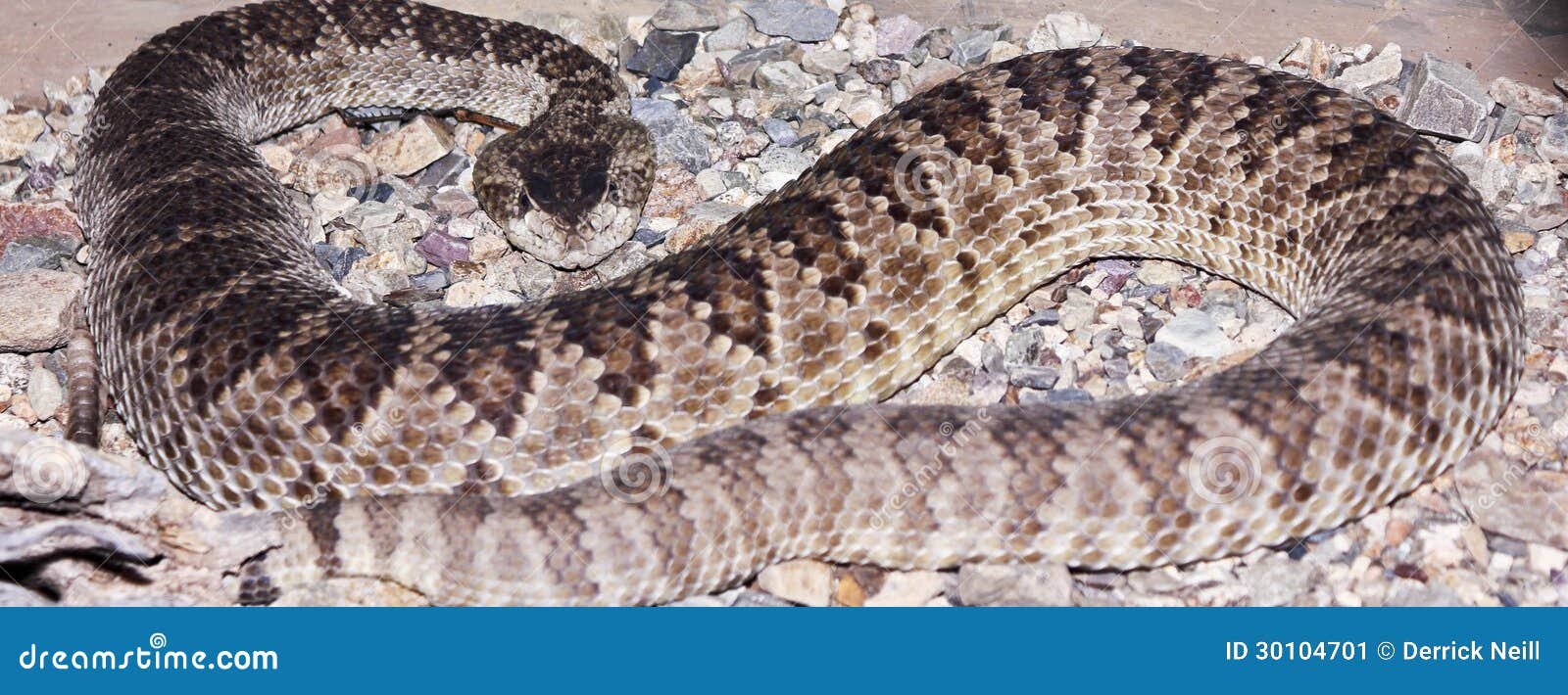 A Western Diamondback Rattlesnake in Gravel Stock Image Image of