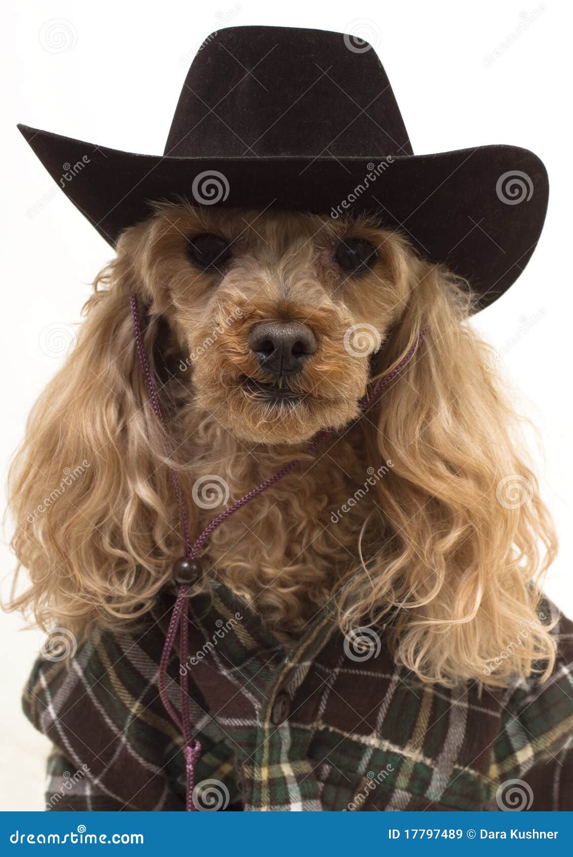 Western Dog Royalty Free Stock Images Image 17797489