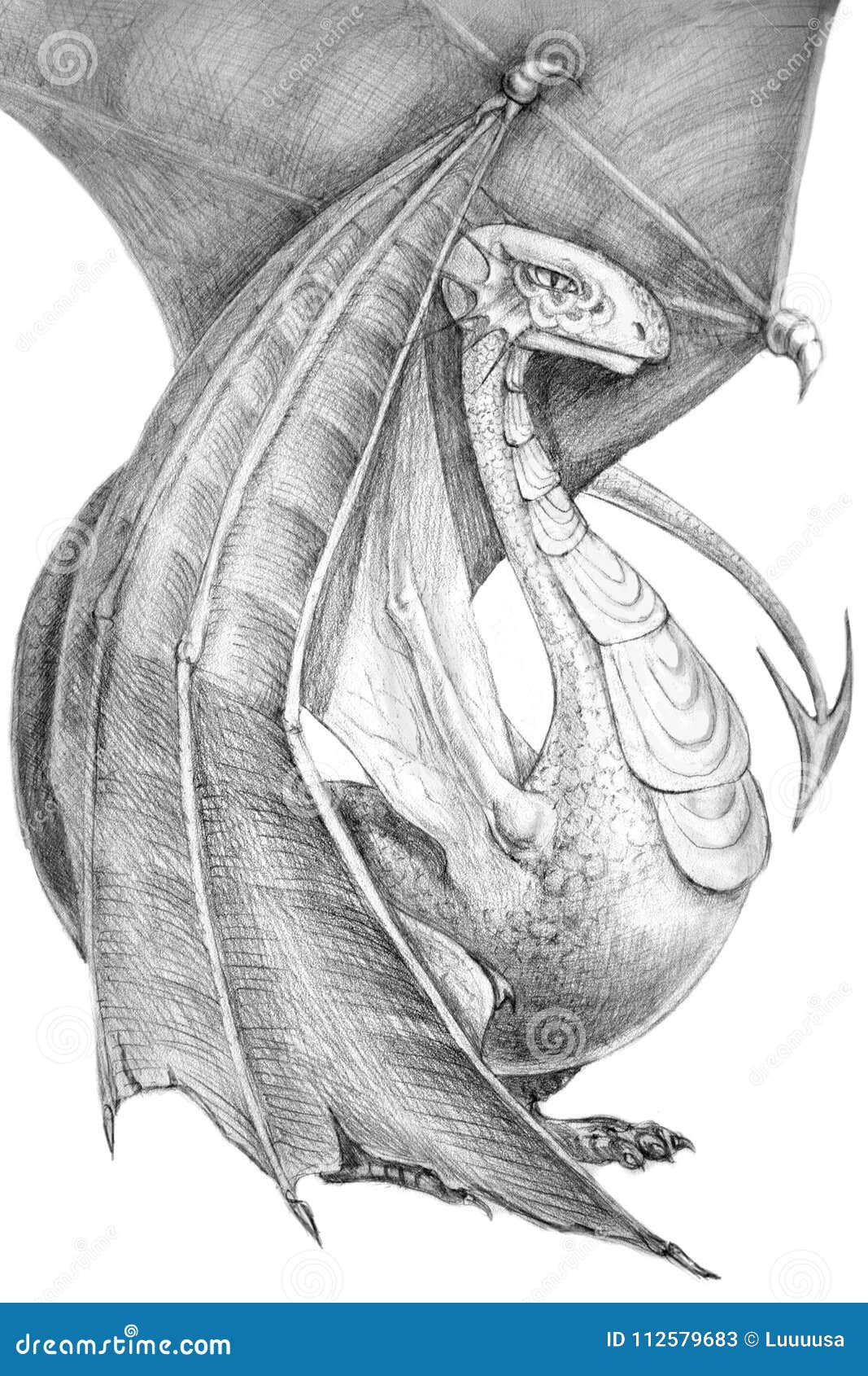 western dragon drawing