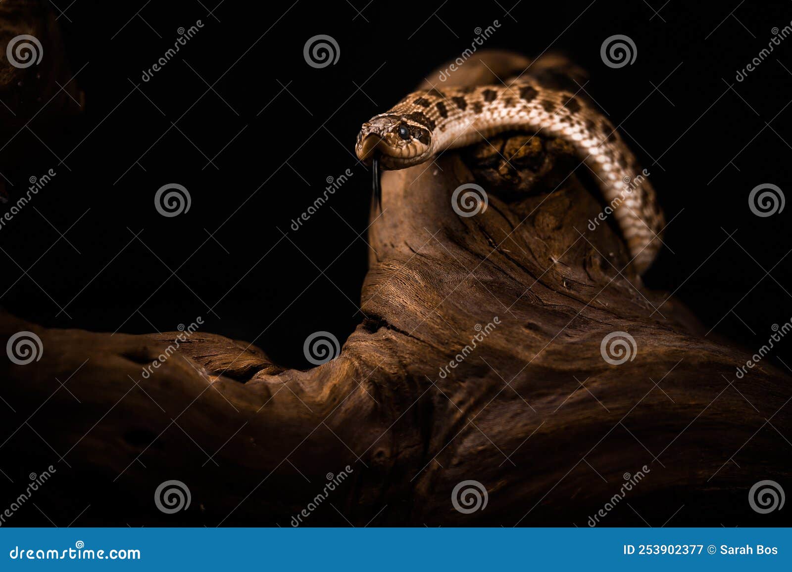 the western hognose snake