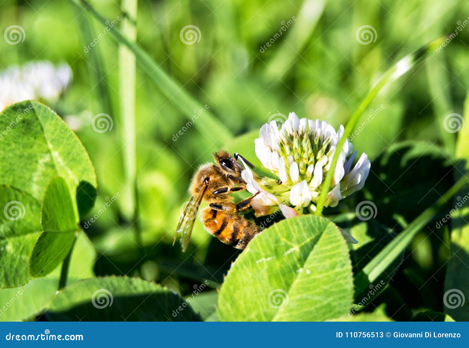 western honey bee on a flower - apis mellifera, apidae, hymenoptera, insecta