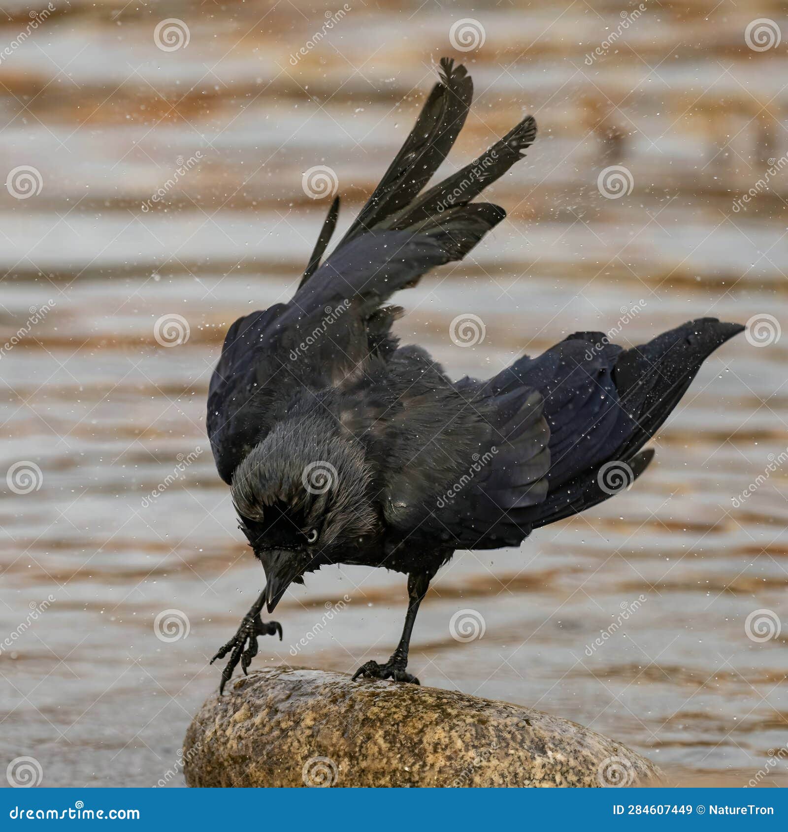 western jackdaw on a rock in the middle of the water