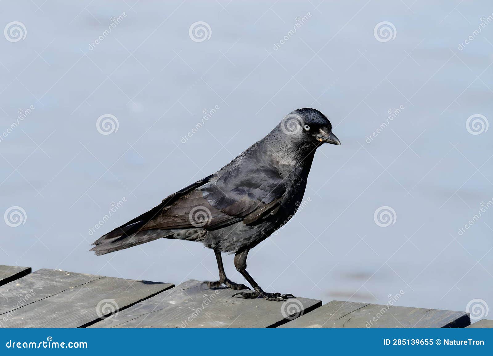 western jackdaw on a rock in the middle of the water