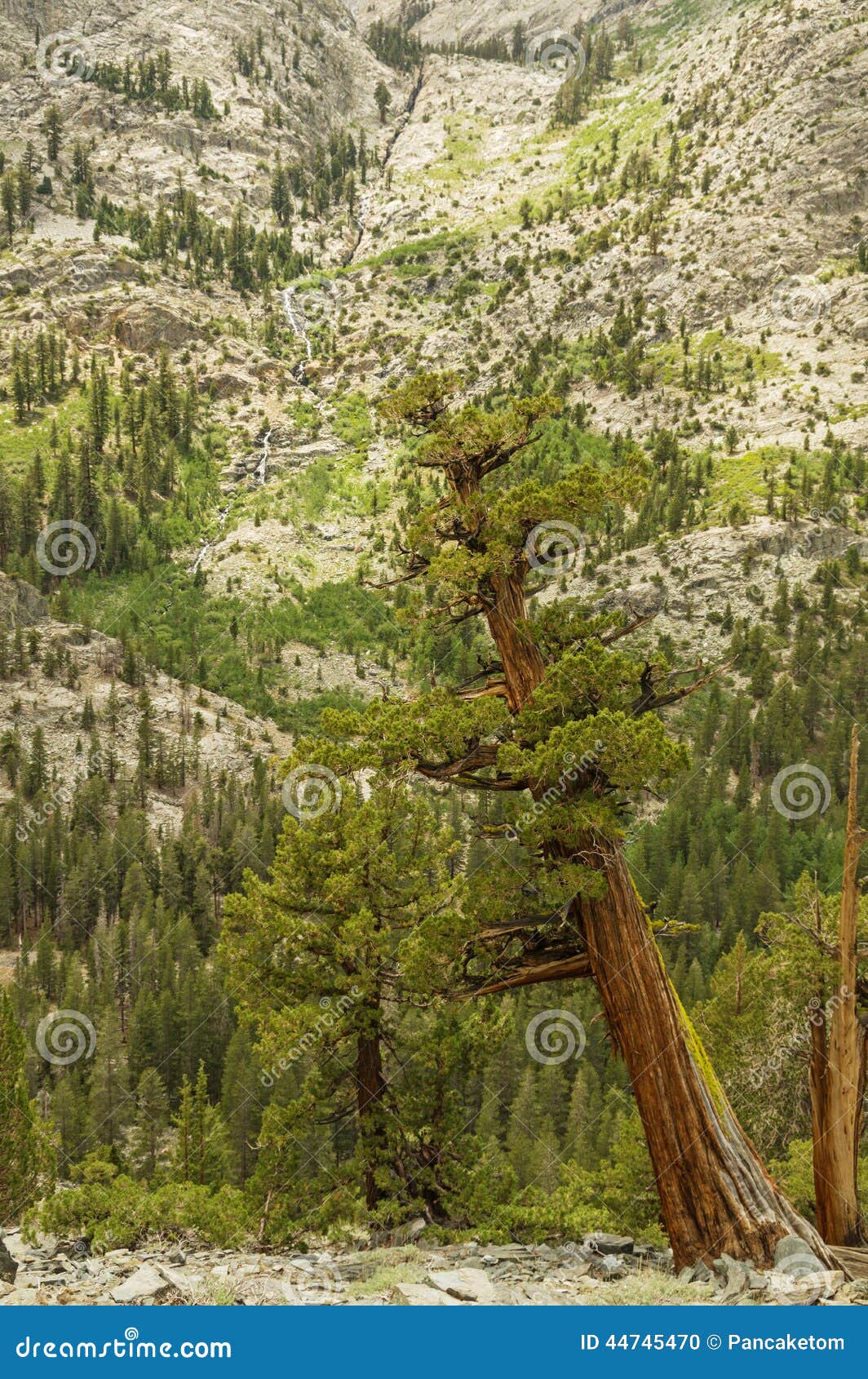 Western Juniper Trees stock photo. Image of nevada, mountains 44745470