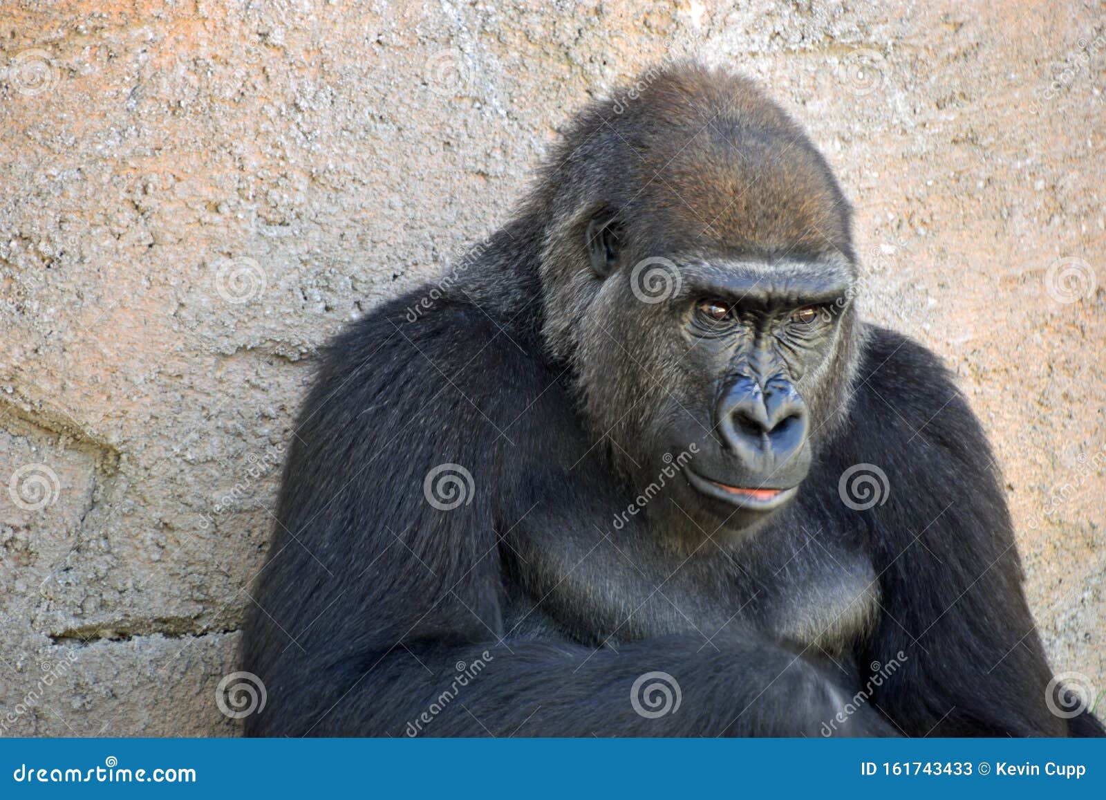 western low land gorilla relaxing in the shade.