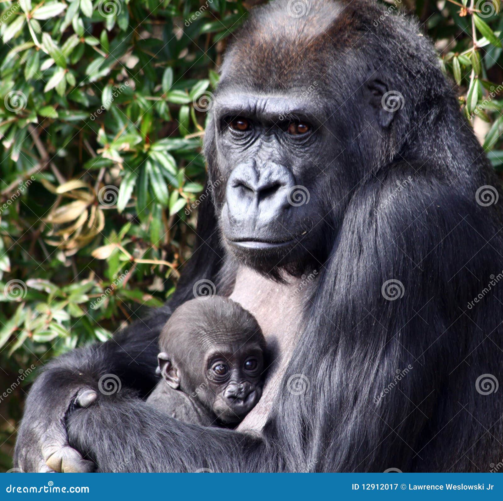 western lowland gorilla holding her newborn baby