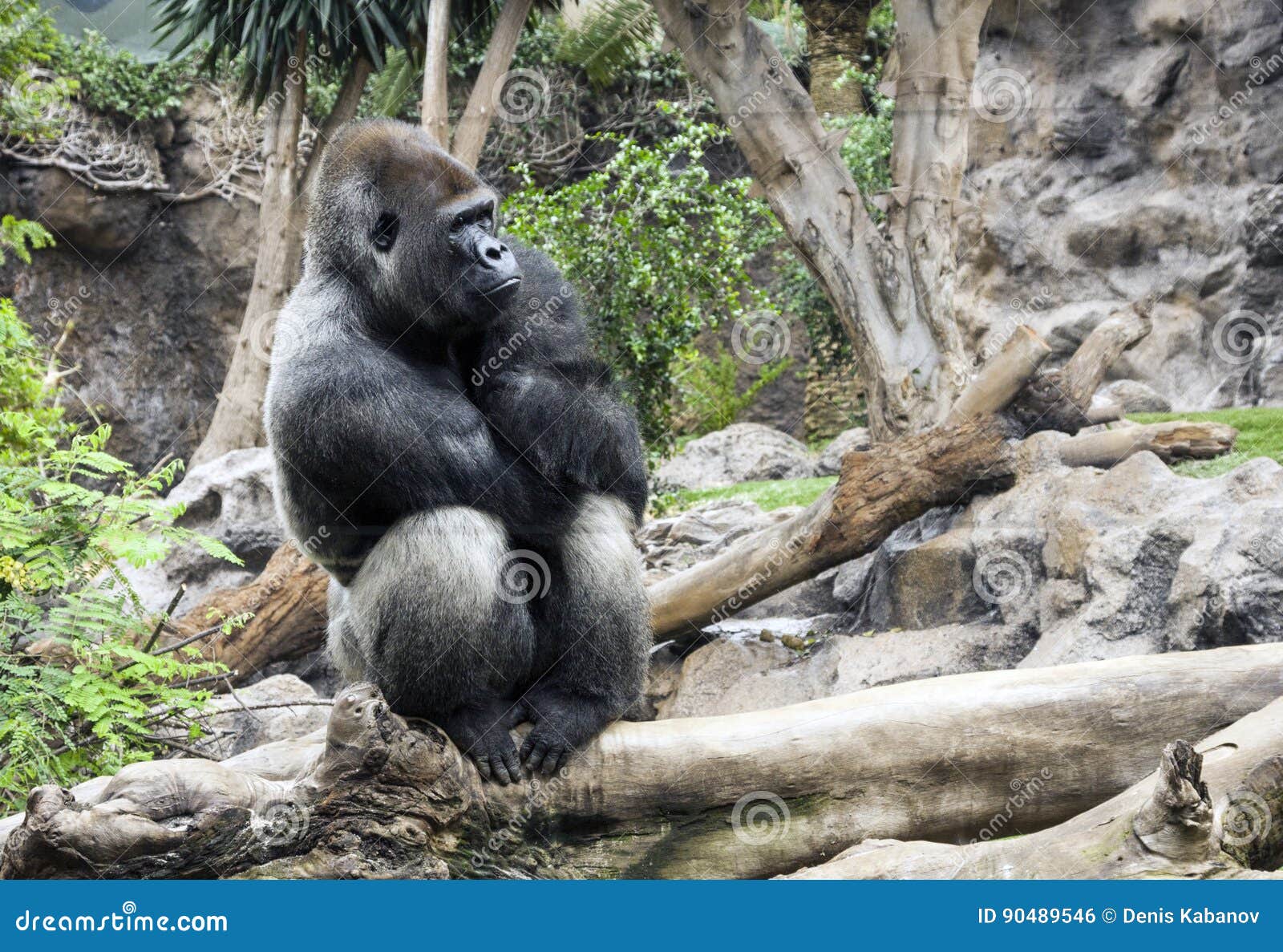 western lowland gorilla sits in loro parque, tenerife